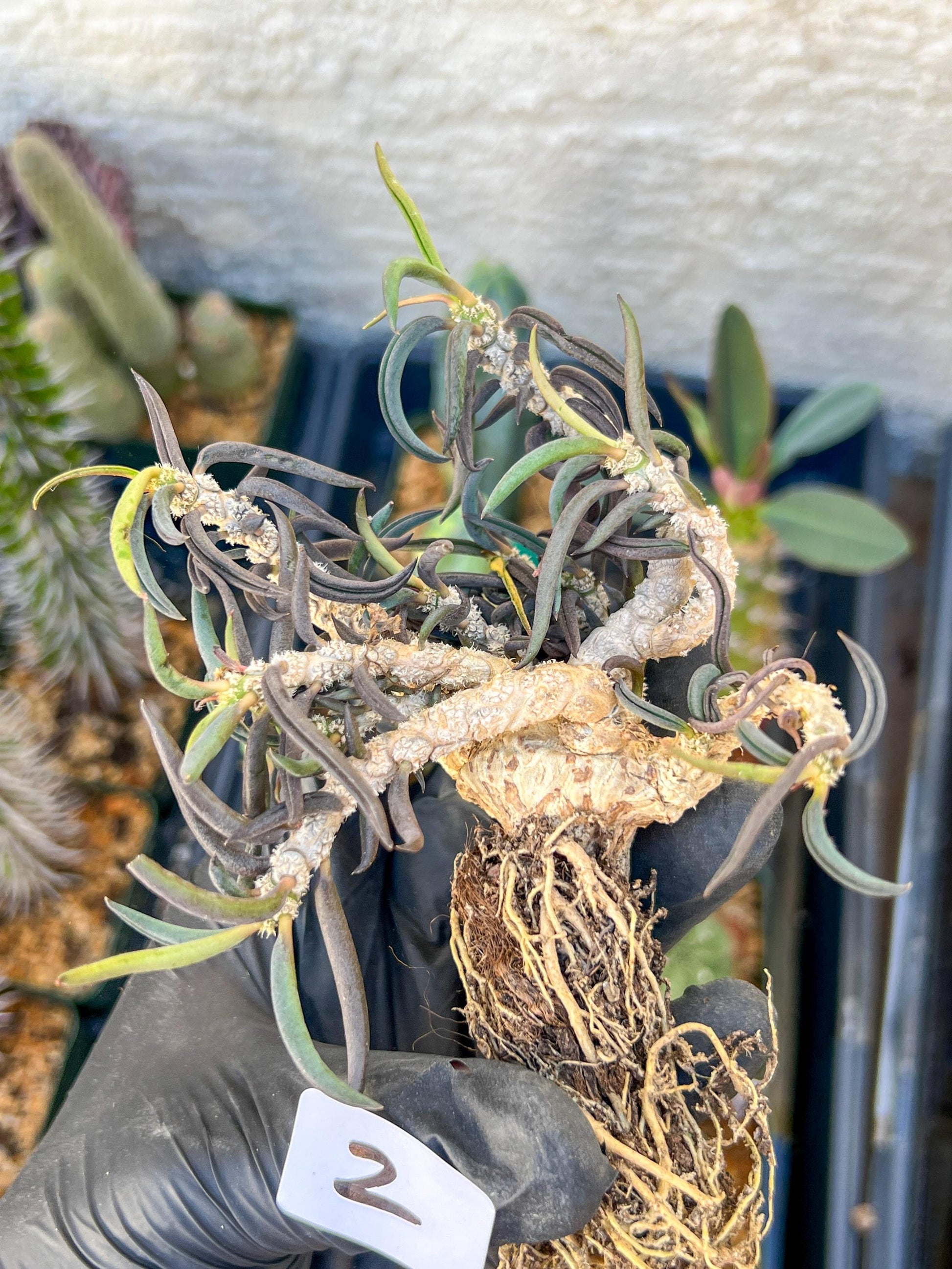 Rare Succulents (#2) | Imported | Assorted Succulent | Sansevieria
