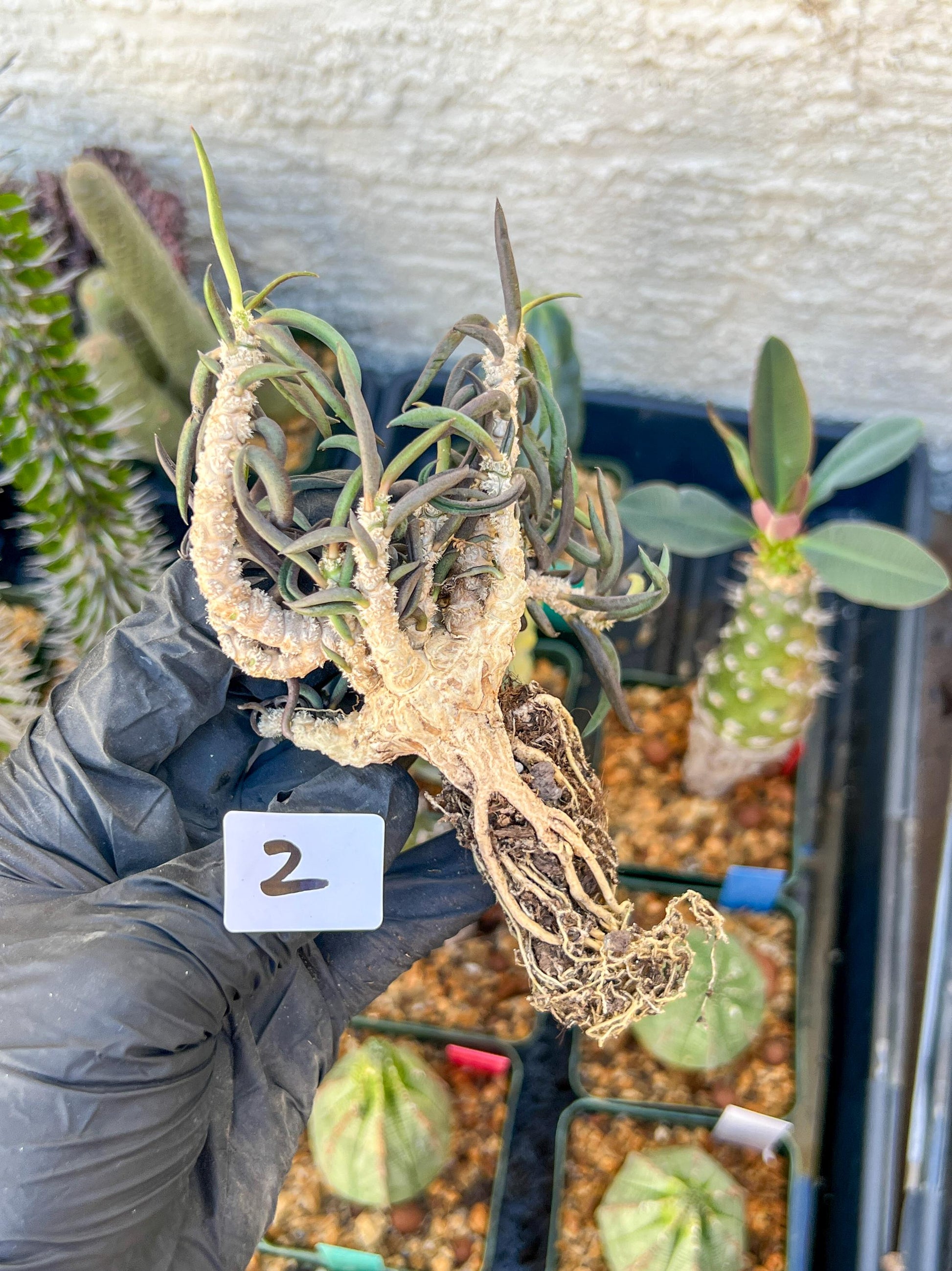 Rare Succulents (#2) | Imported | Assorted Succulent | Sansevieria