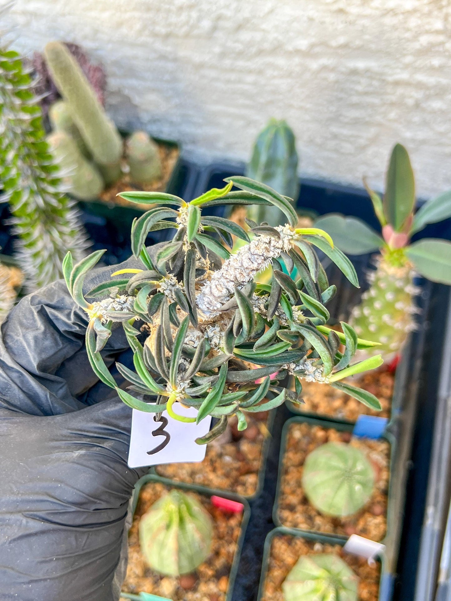 Rare Succulents (#3) | Imported | Assorted Succulent | Sansevieria