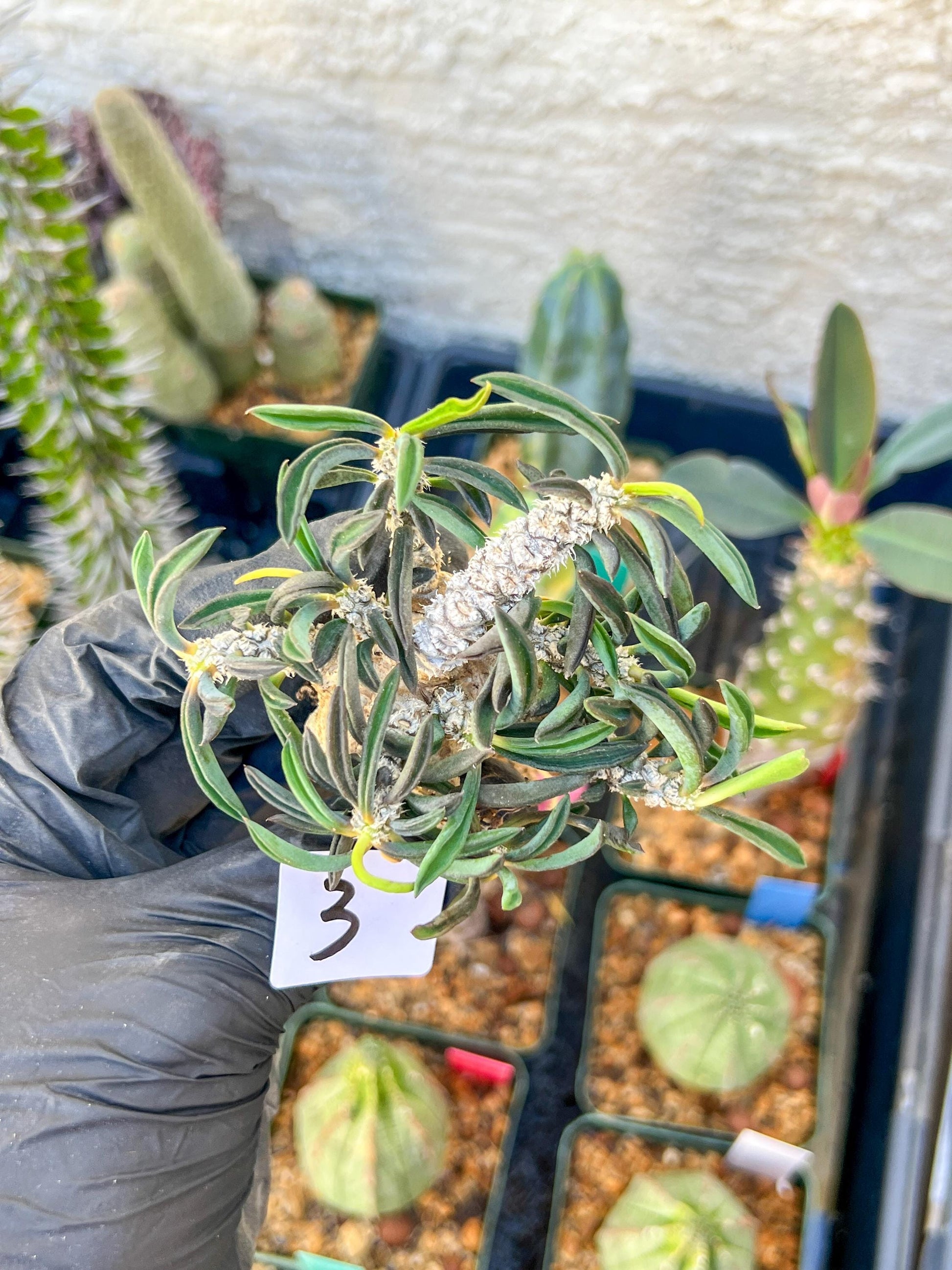 Rare Succulents (#3) | Imported | Assorted Succulent | Sansevieria