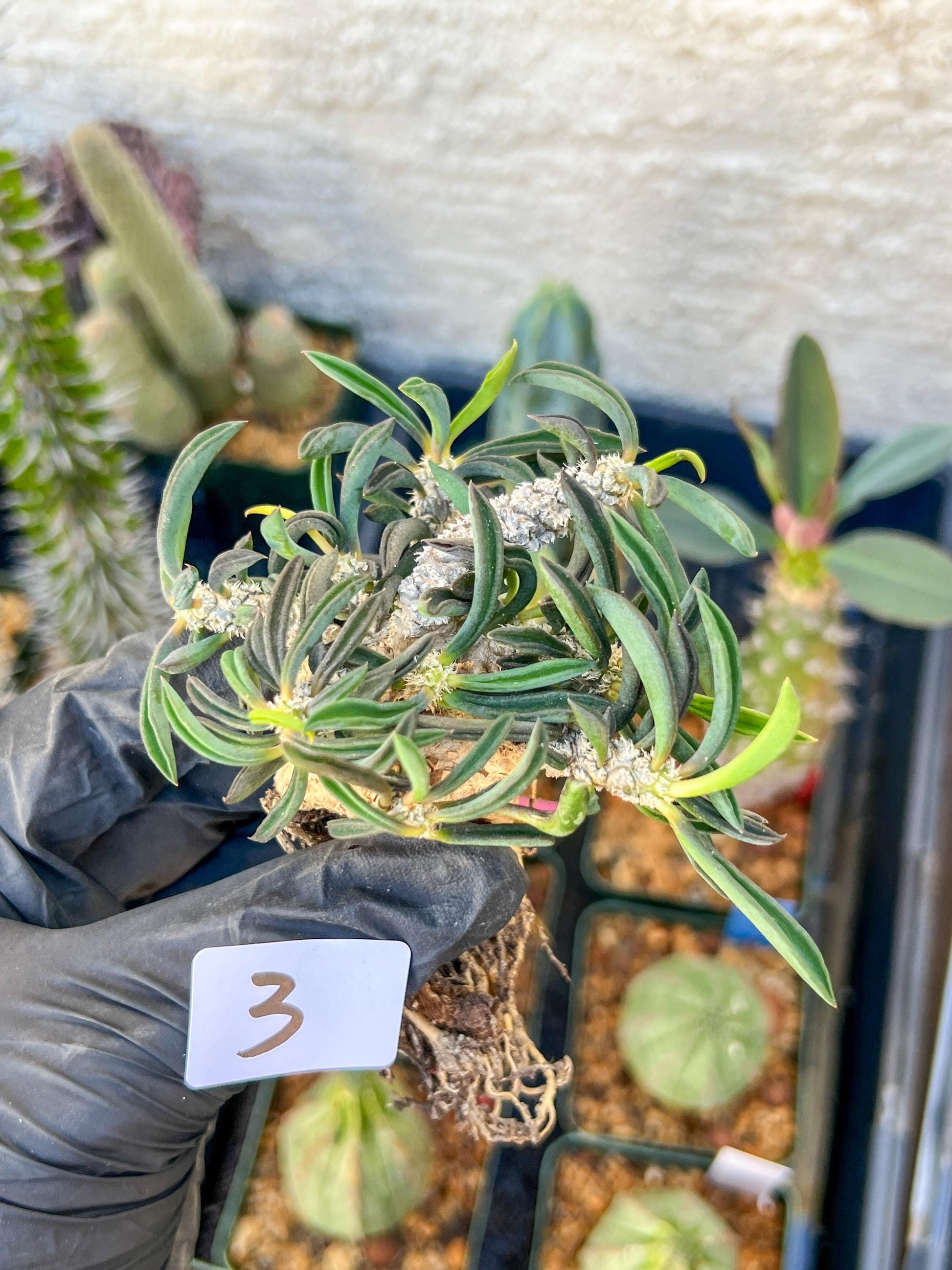 Rare Succulents (#3) | Imported | Assorted Succulent | Sansevieria