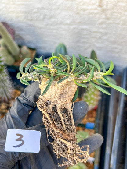 Rare Succulents (#3) | Imported | Assorted Succulent | Sansevieria