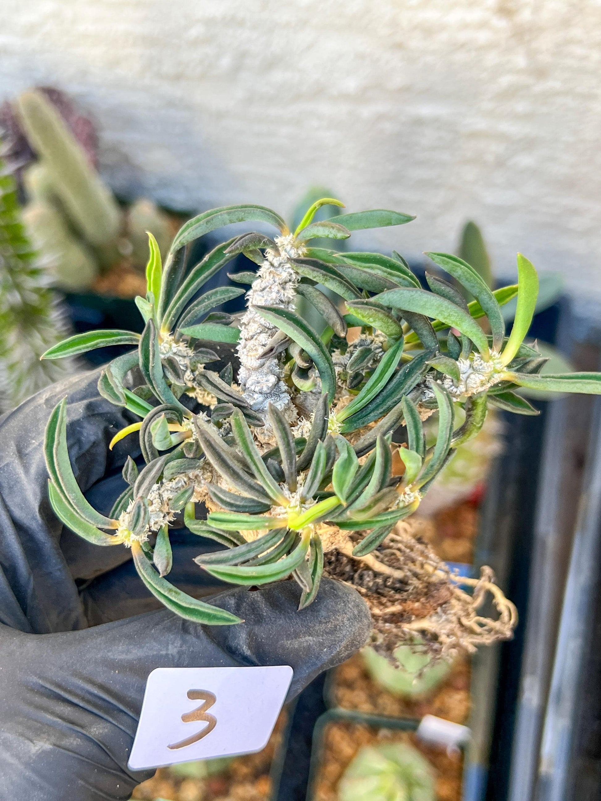 Rare Succulents (#3) | Imported | Assorted Succulent | Sansevieria