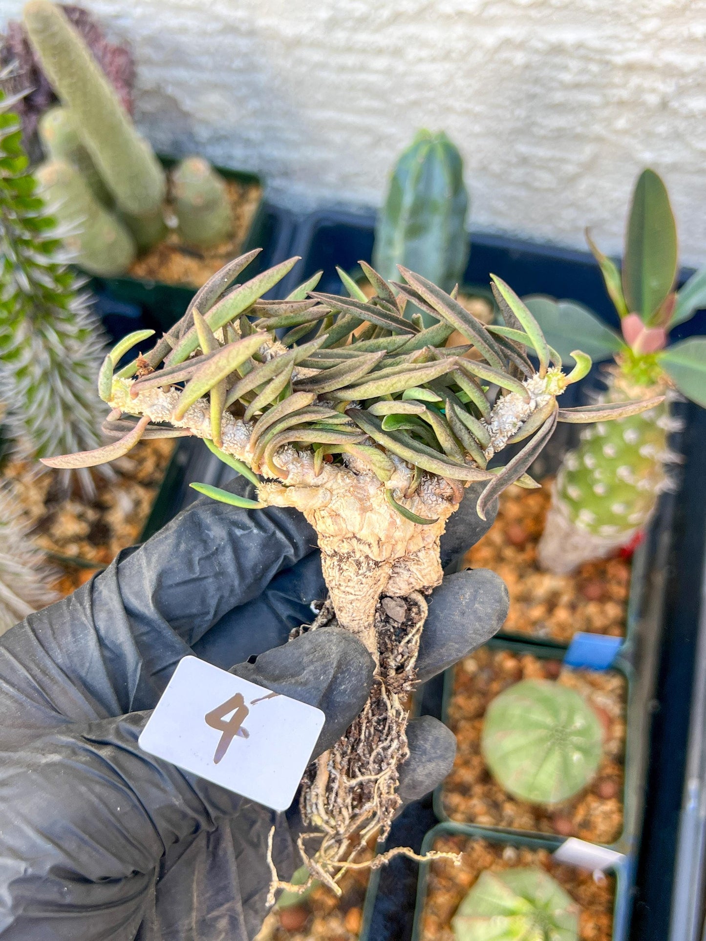 Rare Succulents (#4) | Imported | Assorted Succulent | Sansevieria
