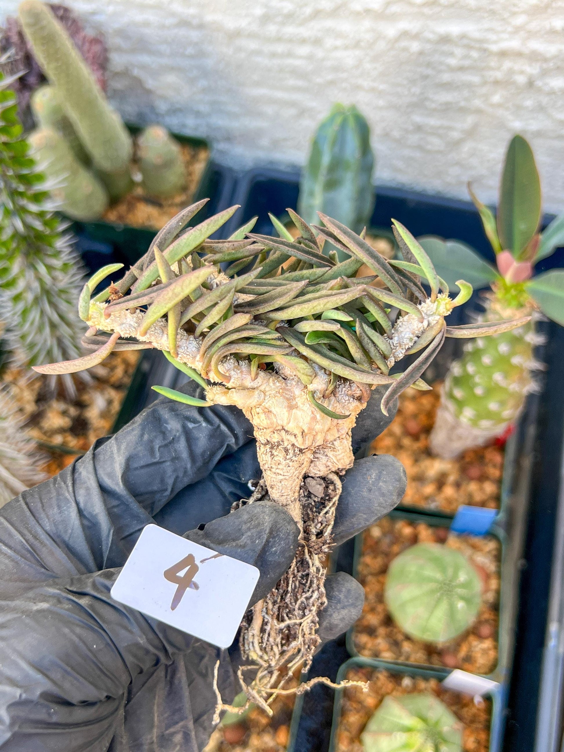 Rare Succulents (#4) | Imported | Assorted Succulent | Sansevieria