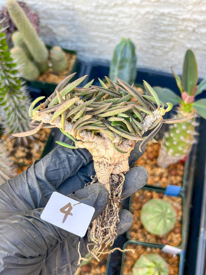 Rare Succulents (#4) | Imported | Assorted Succulent | Sansevieria