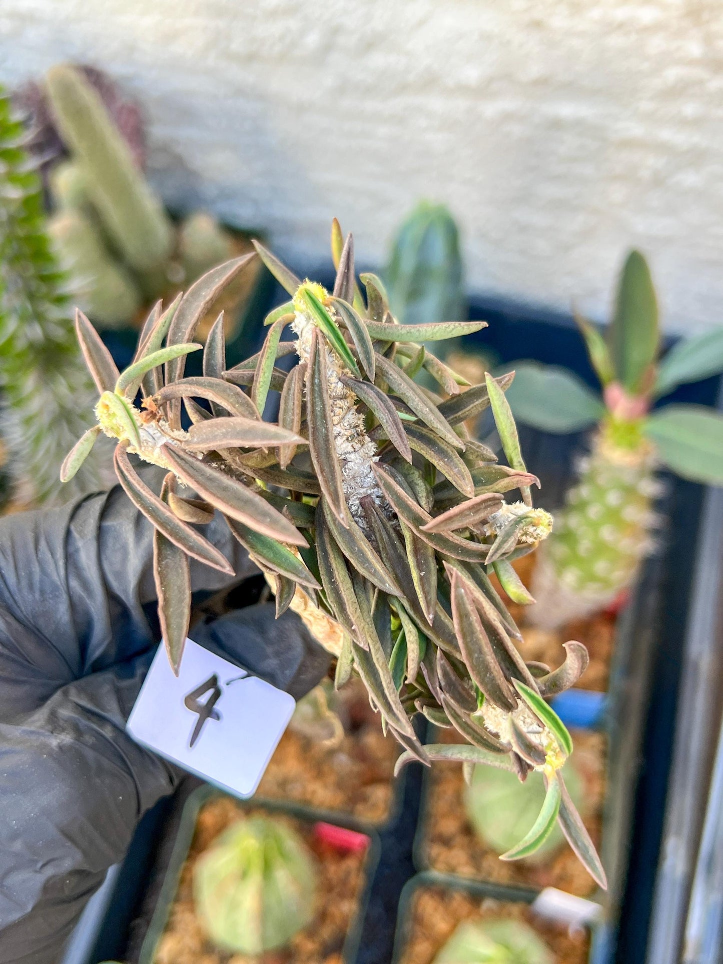 Rare Succulents (#4) | Imported | Assorted Succulent | Sansevieria