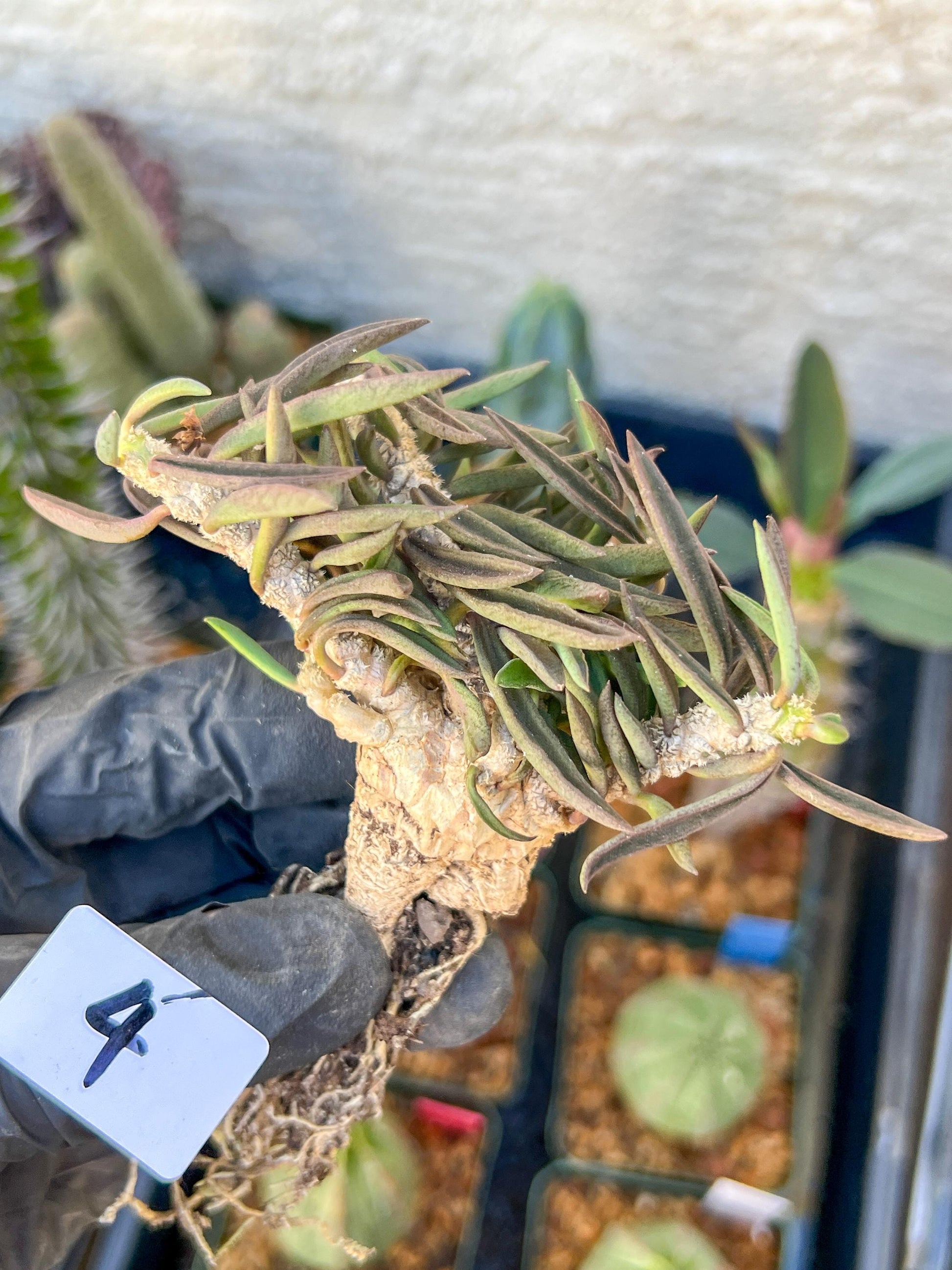 Rare Succulents (#4) | Imported | Assorted Succulent | Sansevieria