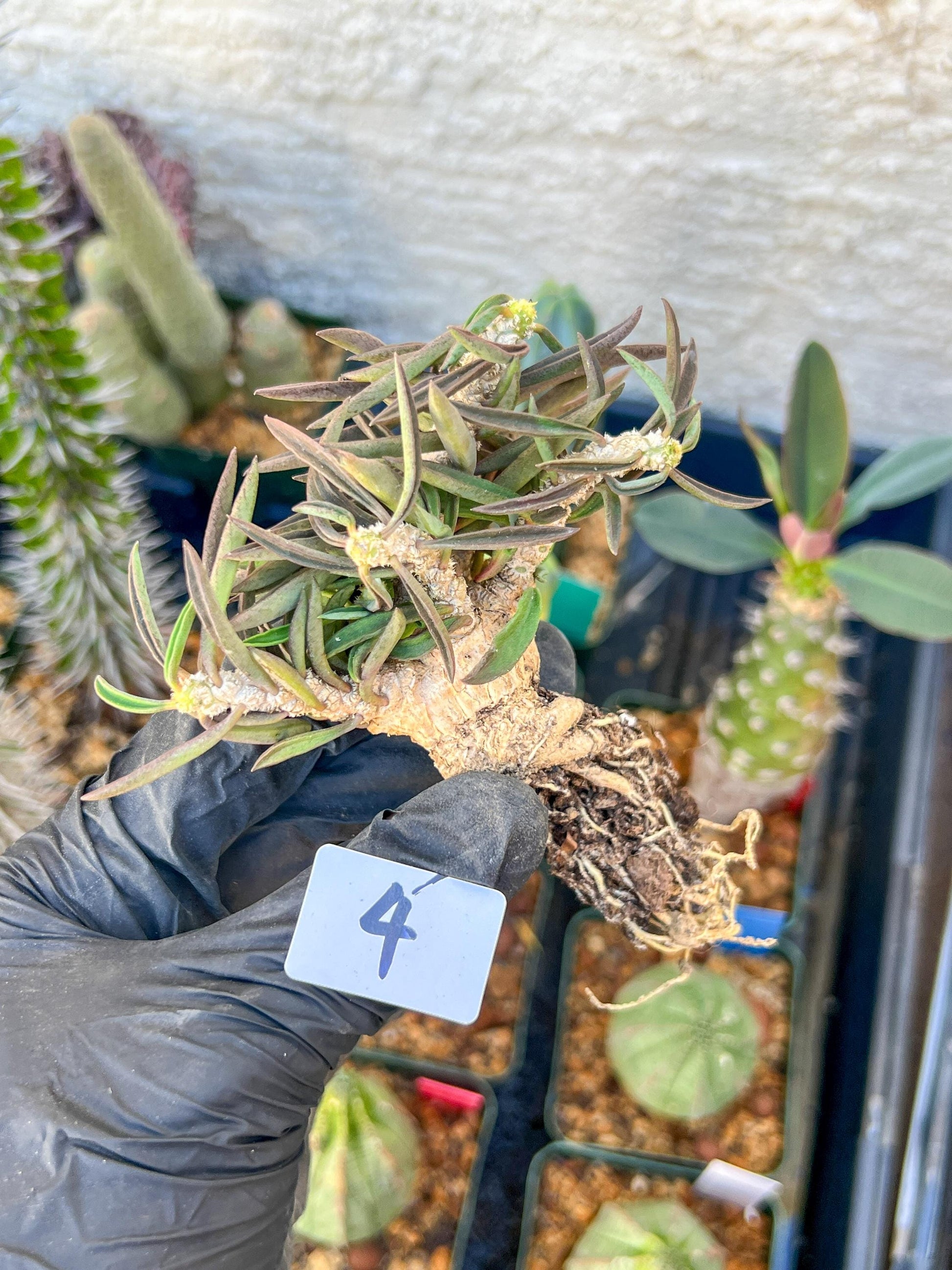 Rare Succulents (#4) | Imported | Assorted Succulent | Sansevieria