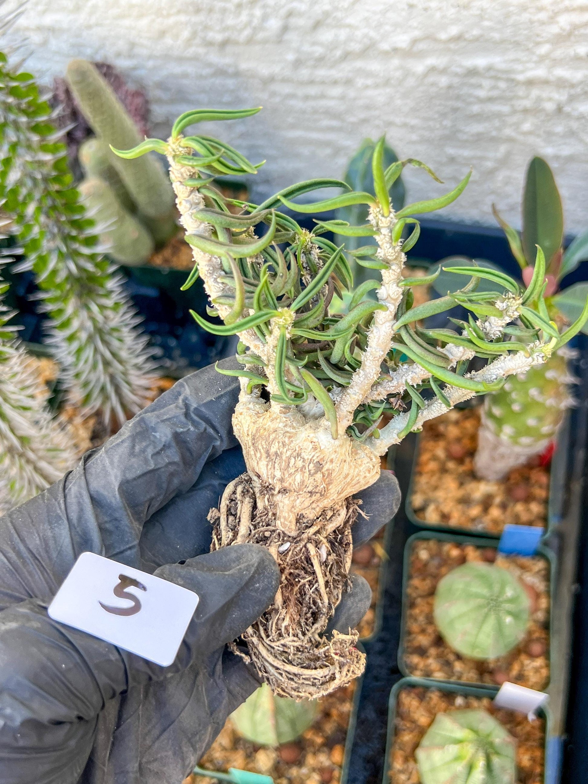 Rare Succulents (#5) | Imported | Assorted Succulent | Sansevieria