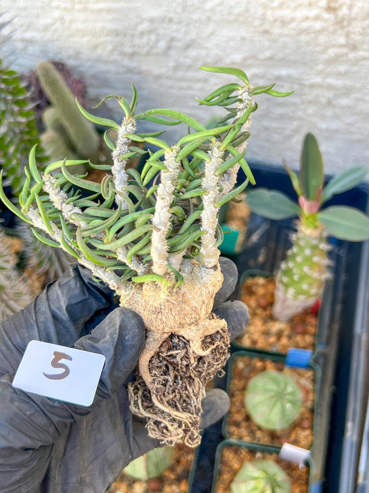 Rare Succulents (#5) | Imported | Assorted Succulent | Sansevieria