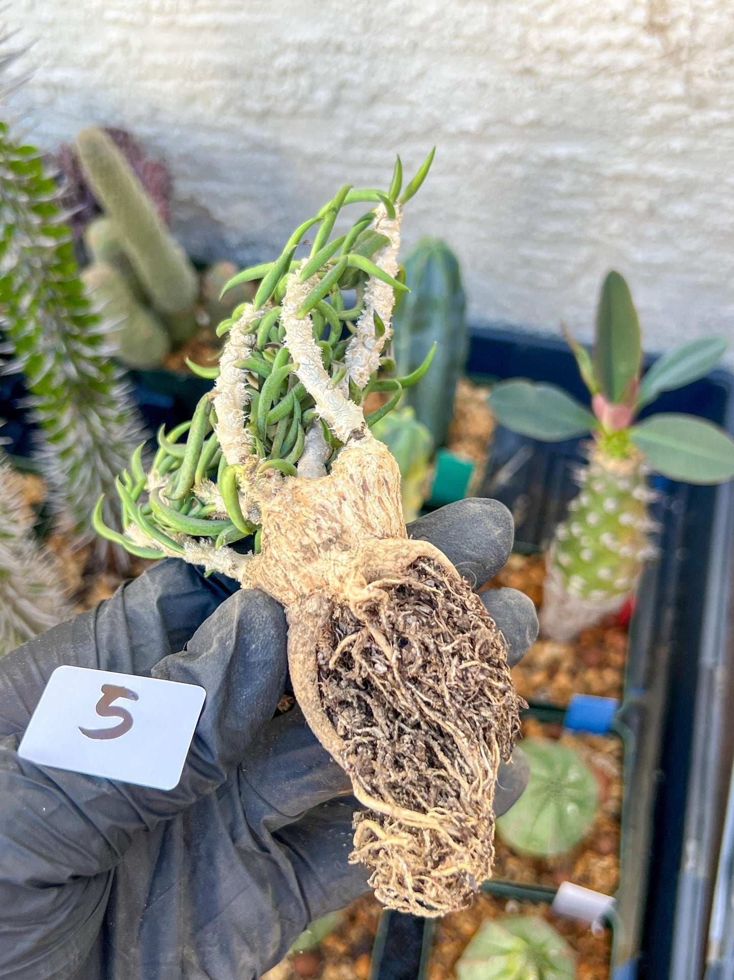 Rare Succulents (#5) | Imported | Assorted Succulent | Sansevieria