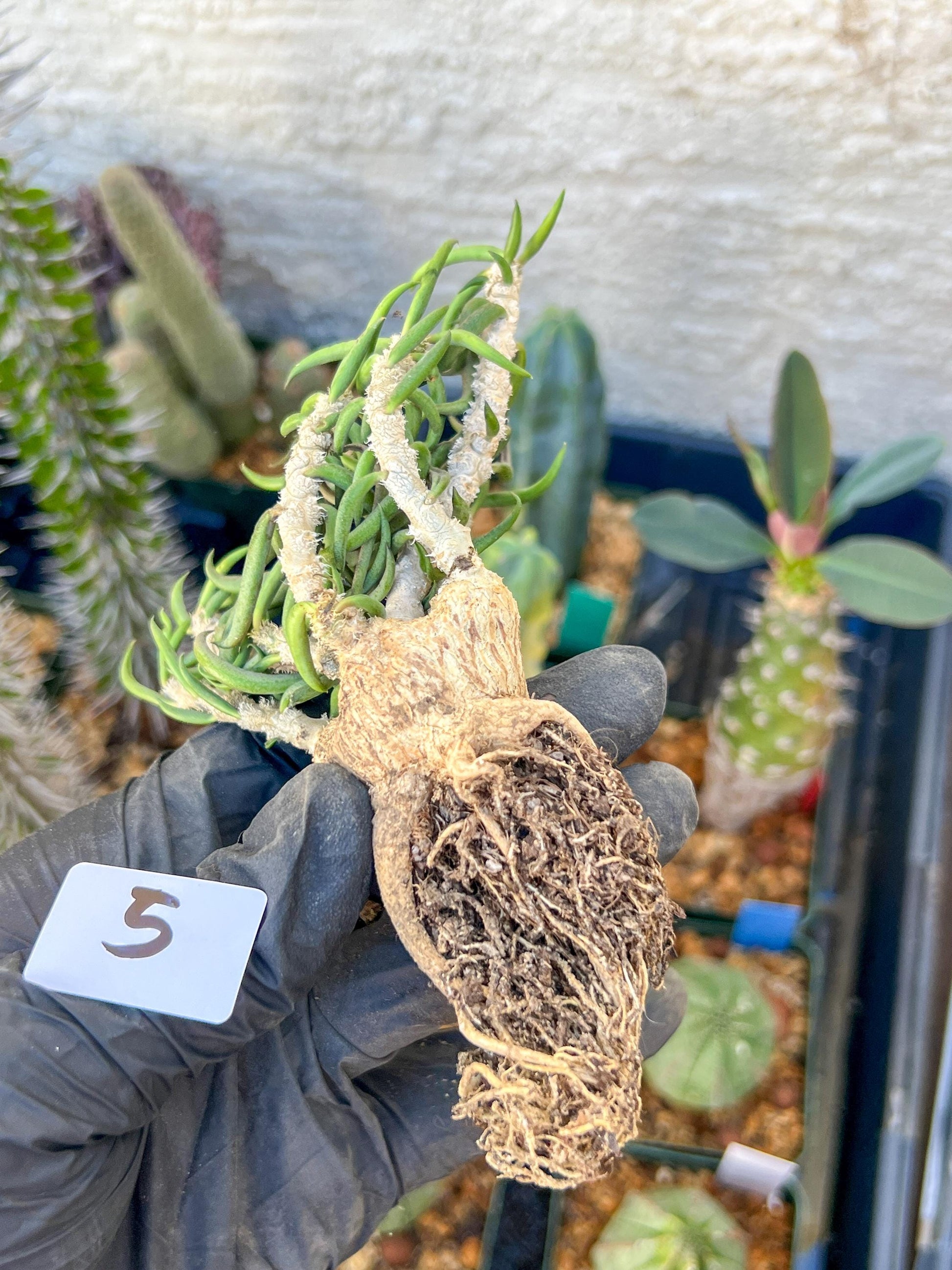 Rare Succulents (#5) | Imported | Assorted Succulent | Sansevieria