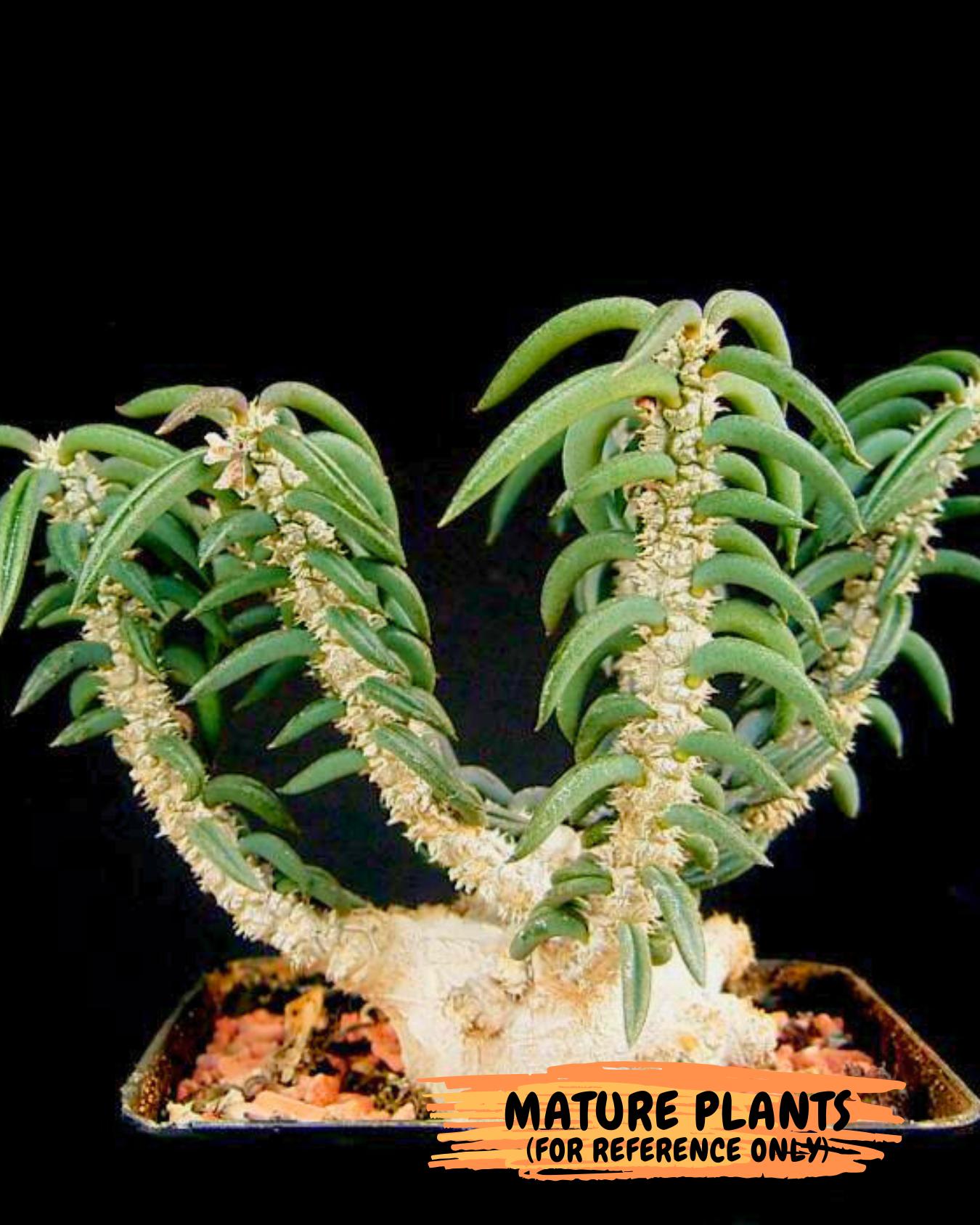 Rare Succulents (1) | Assorted Succulent | Indoor Cactus