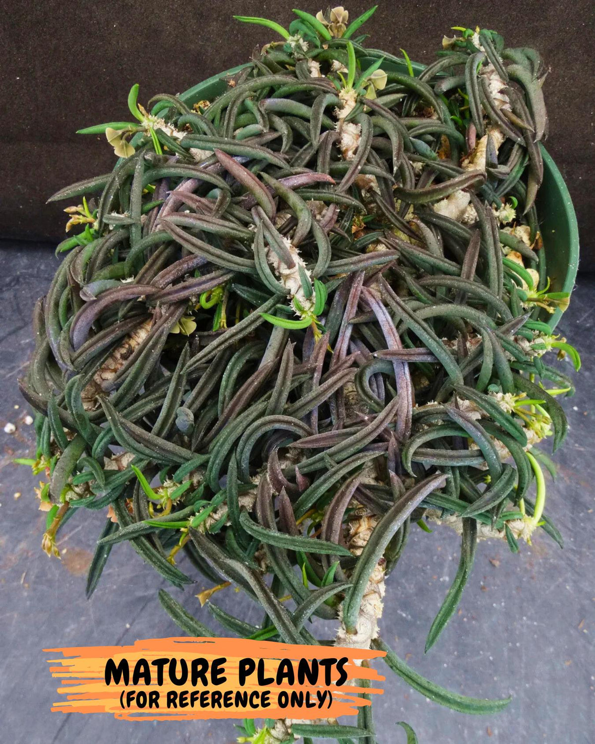 Rare Succulents (1) | Assorted Succulent | Indoor Cactus