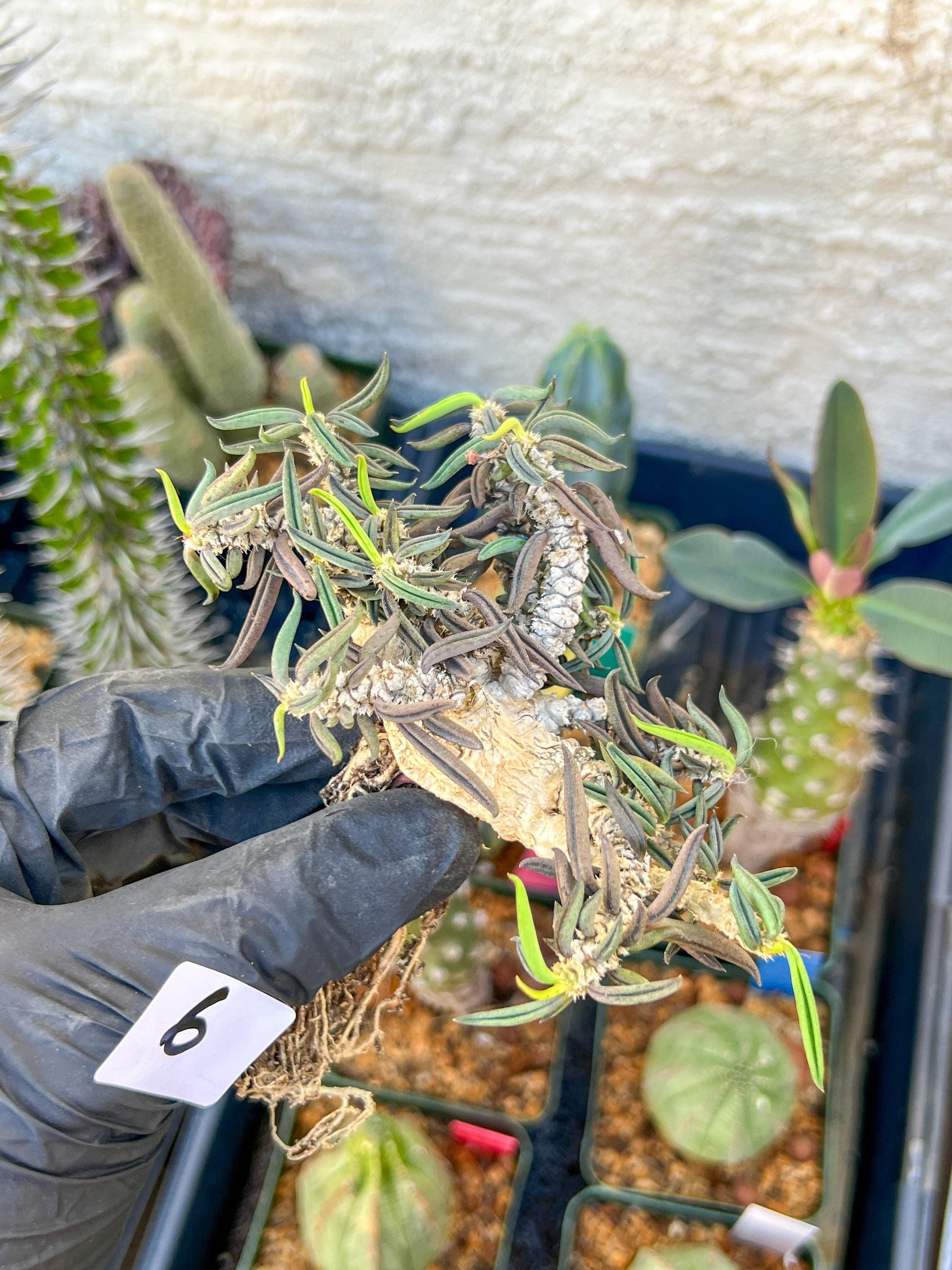 Rare Succulents (#6) | Imported | Assorted Succulent | Sansevieria