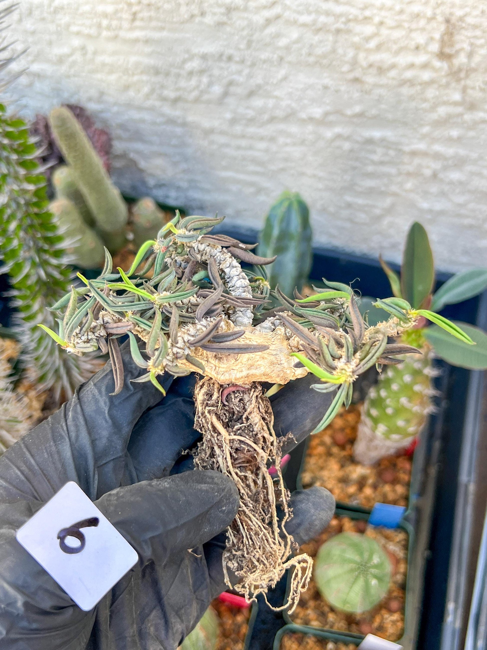 Rare Succulents (#6) | Imported | Assorted Succulent | Sansevieria