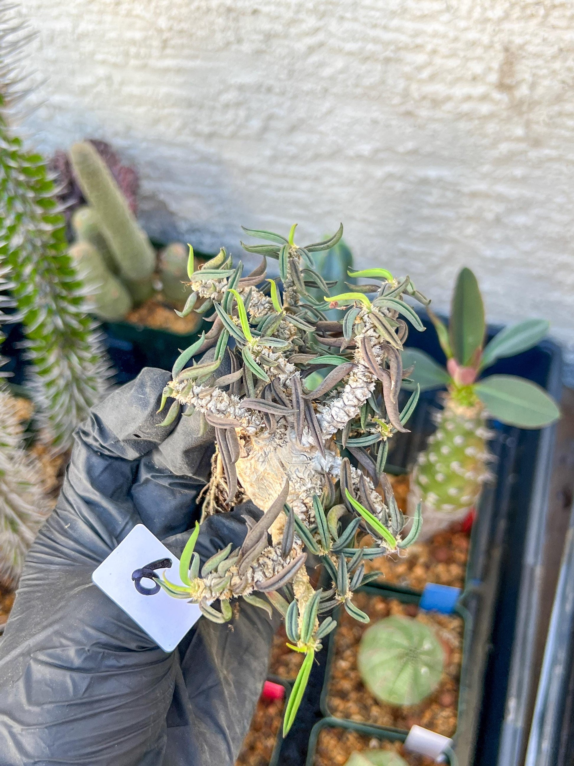 Rare Succulents (#6) | Imported | Assorted Succulent | Sansevieria