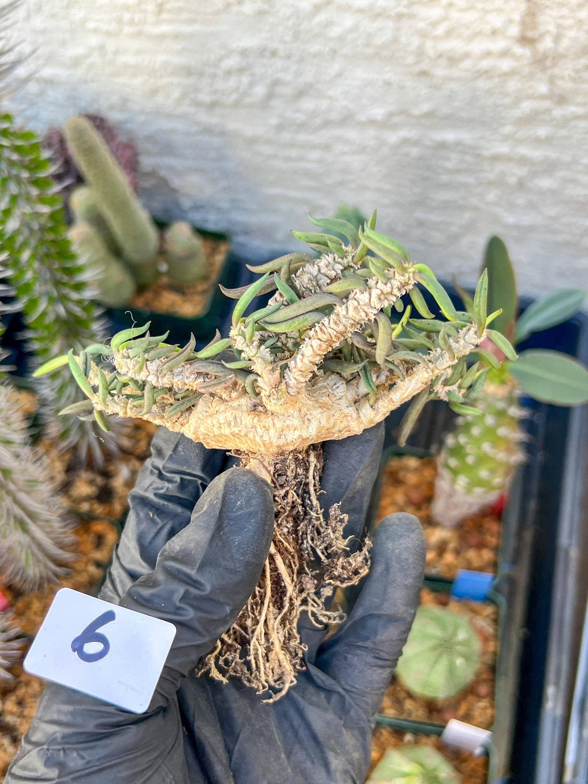 Rare Succulents (#6) | Imported | Assorted Succulent | Sansevieria