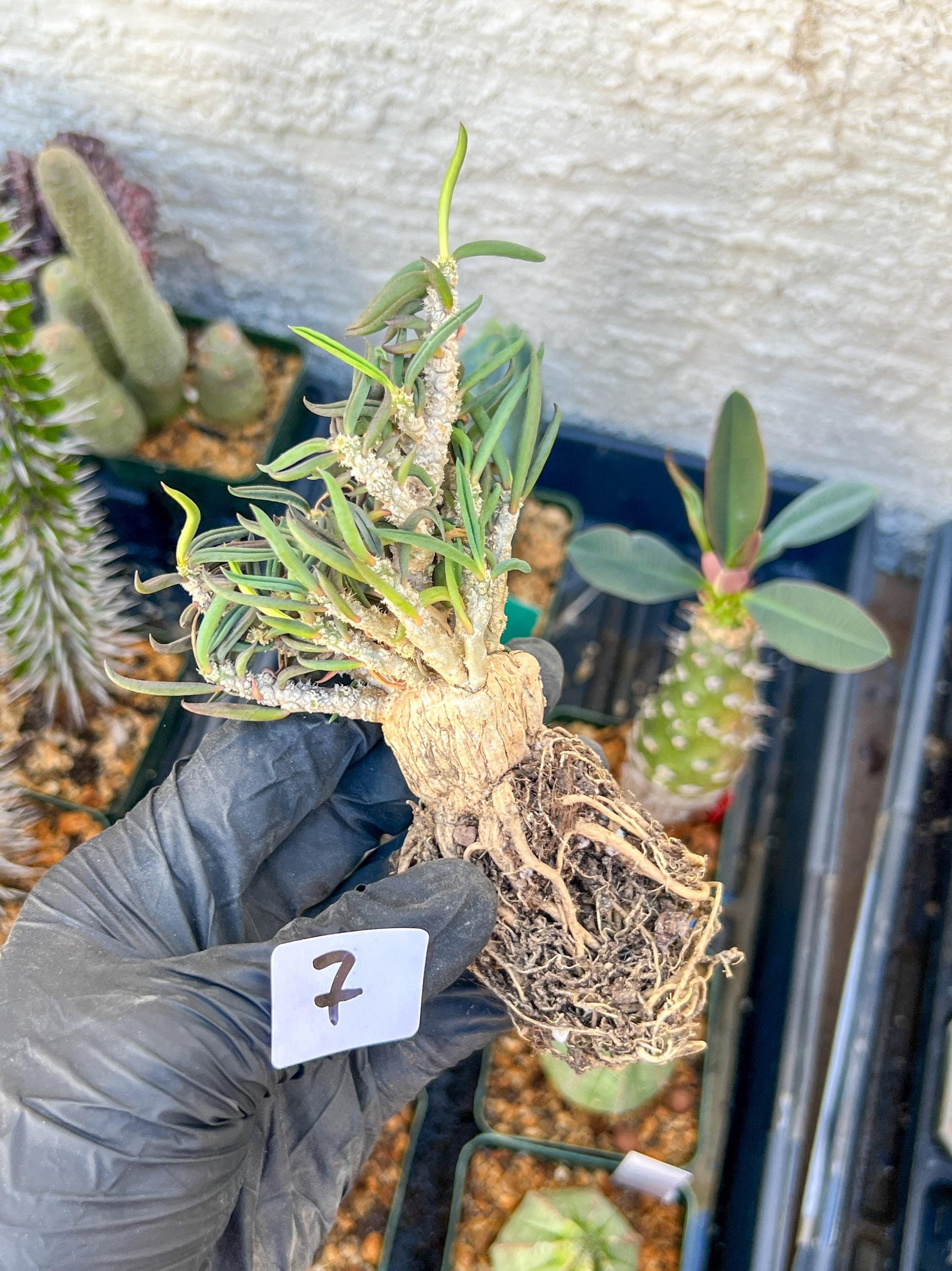 Rare Succulents (#7) | Imported | Assorted Succulent | Sansevieria