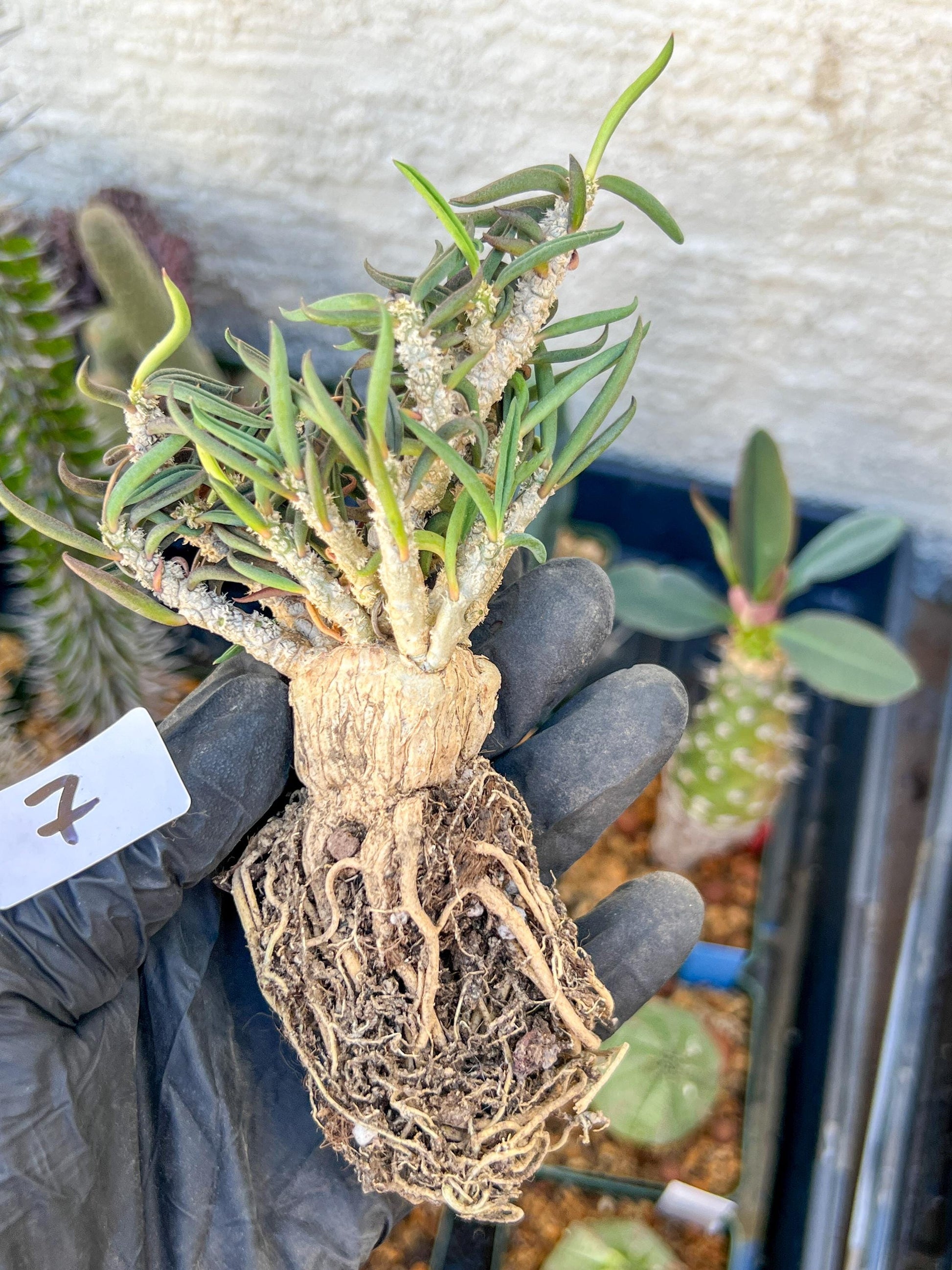 Rare Succulents (#7) | Imported | Assorted Succulent | Sansevieria