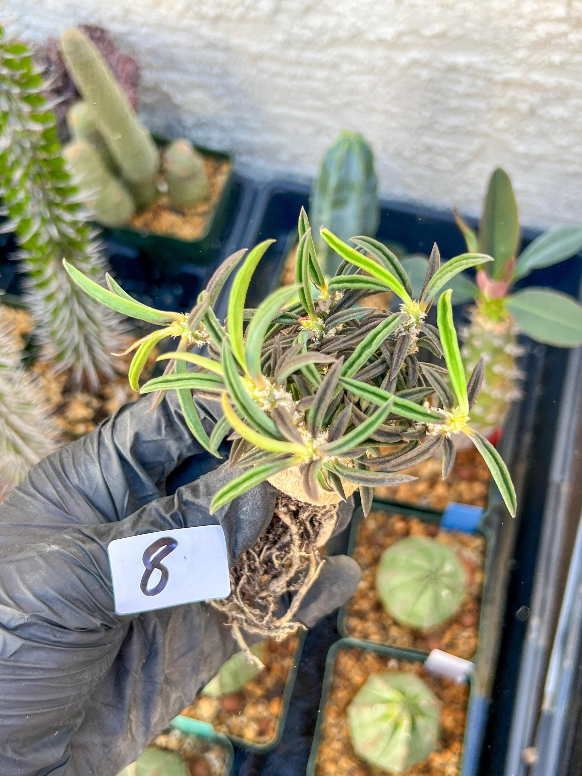 Rare Succulents (#8) | Imported | Assorted Succulent | Sansevieria