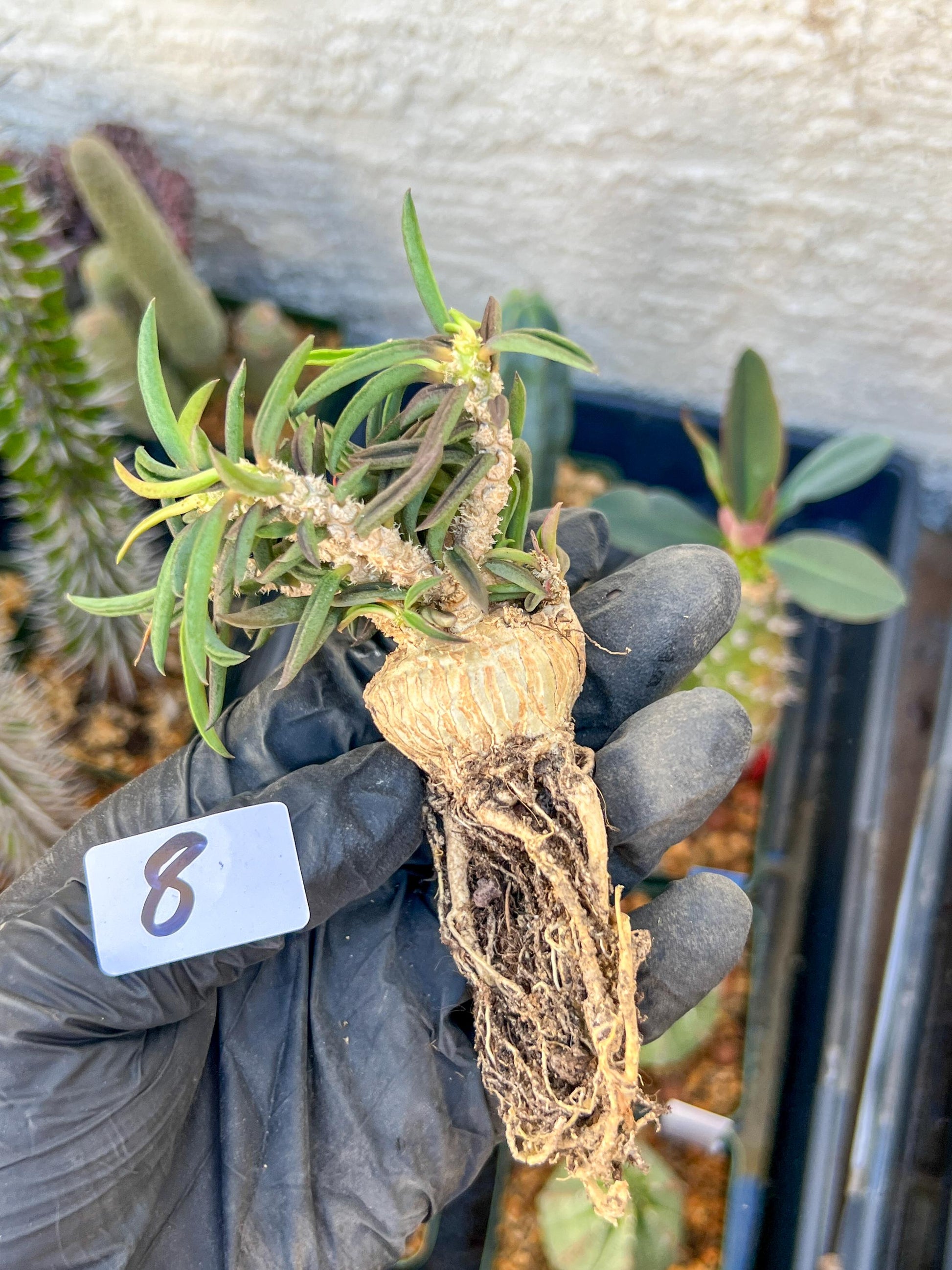 Rare Succulents (#8) | Imported | Assorted Succulent | Sansevieria
