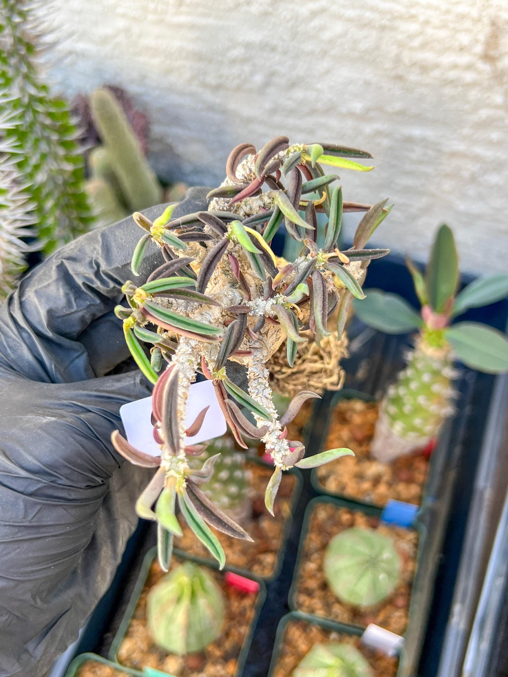 Rare Succulents (#9) | Imported | Assorted Succulent | Sansevieria