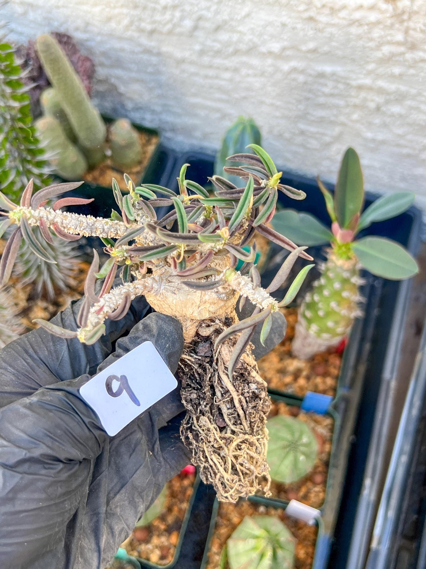 Rare Succulents (#9) | Imported | Assorted Succulent | Sansevieria