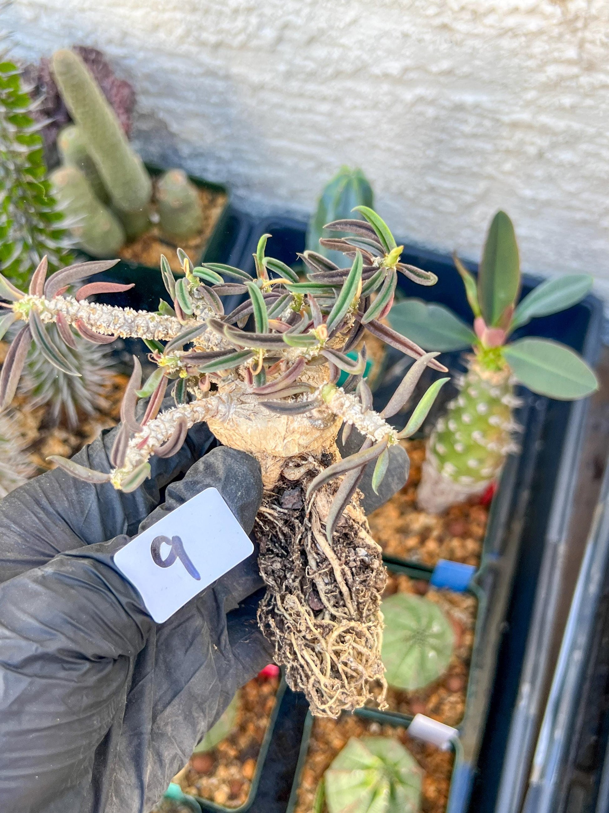 Rare Succulents (#9) | Imported | Assorted Succulent | Sansevieria