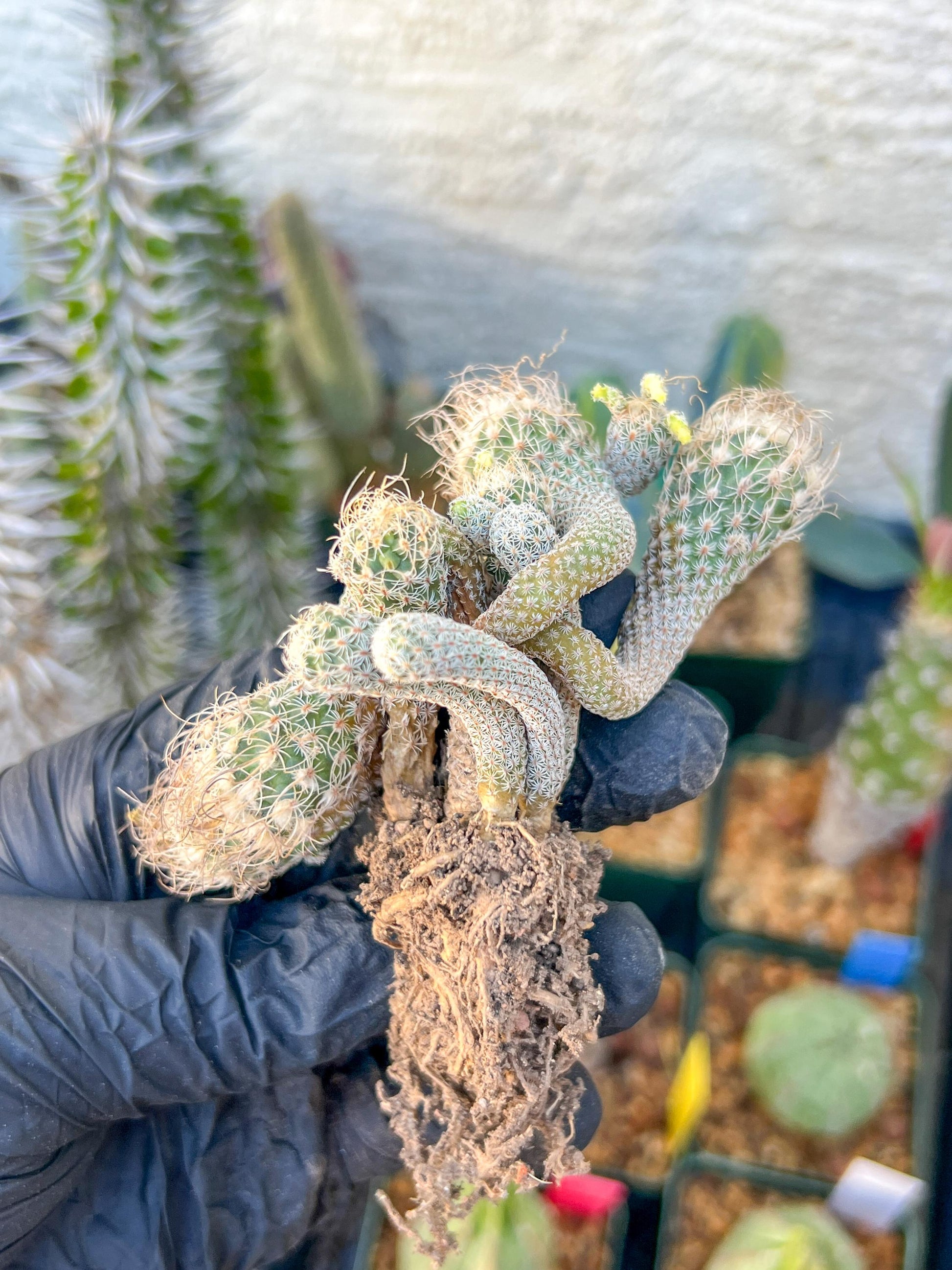 Imported cactus cluster (#1) | Ehciveria | Hoyas | Sansevieria