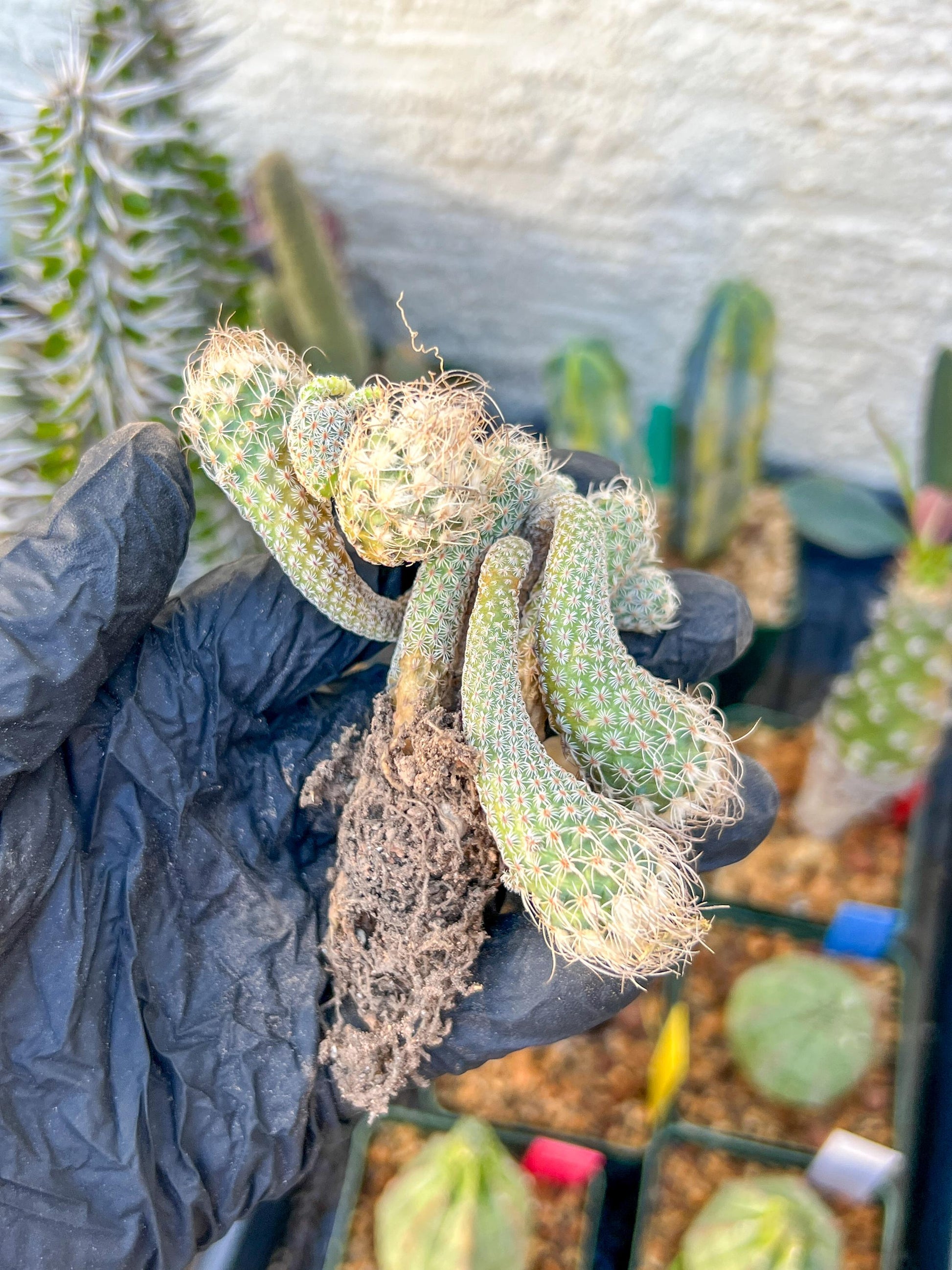 Imported cactus cluster (#1) | Ehciveria | Hoyas | Sansevieria