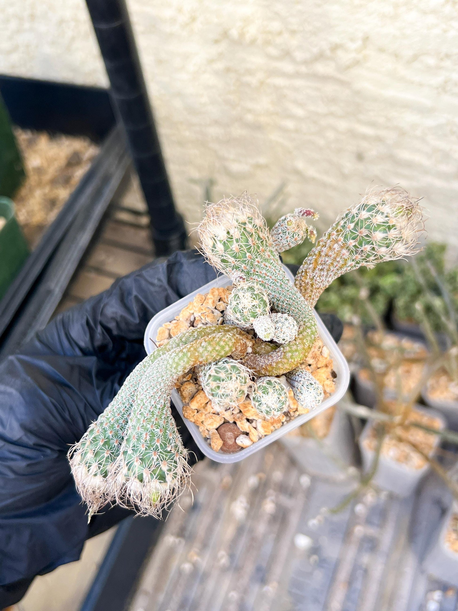 Imported cactus cluster (#1) | Ehciveria | Hoyas | Sansevieria