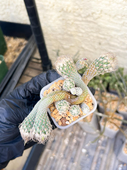 Imported cactus cluster (#1) | Ehciveria | Hoyas | Sansevieria