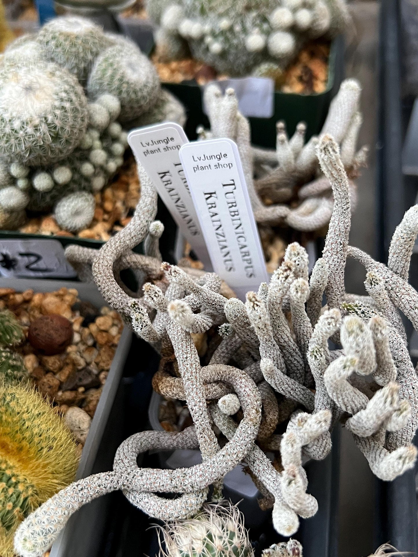 Imported cactus cluster (#6) | Ehciveria | Hoyas | Sansevieria