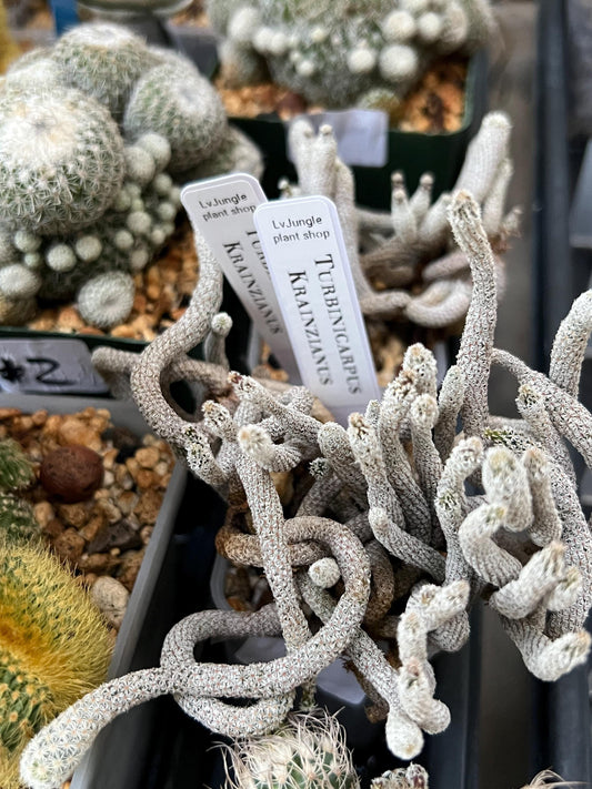 Imported cactus cluster (#2) | Ehciveria | Hoyas | Sansevieria