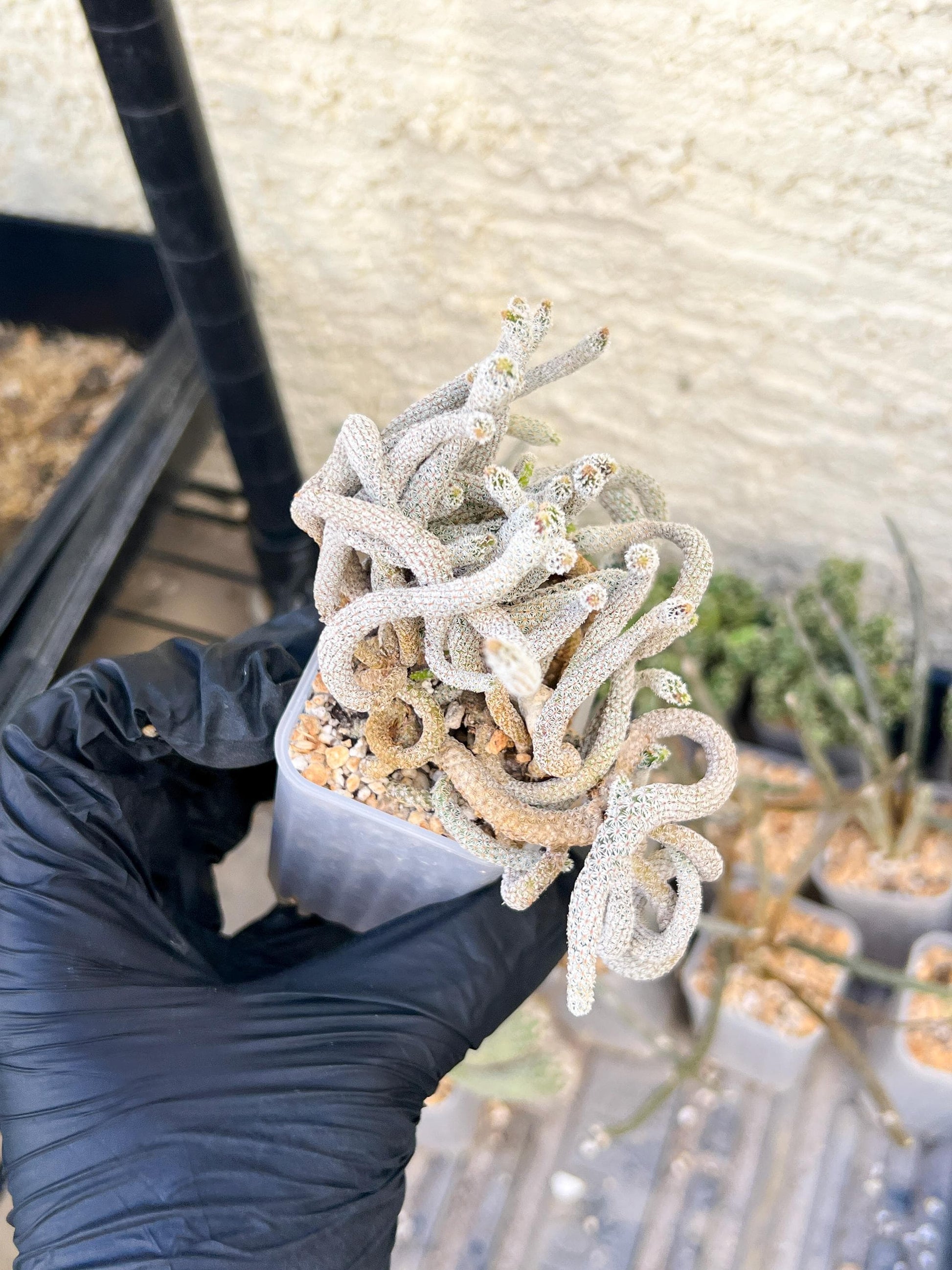 Imported cactus cluster (#2) | Ehciveria | Hoyas | Sansevieria