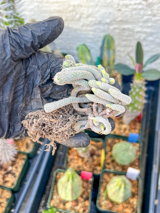Imported cactus cluster (#3) | Ehciveria | Hoyas | Sansevieria