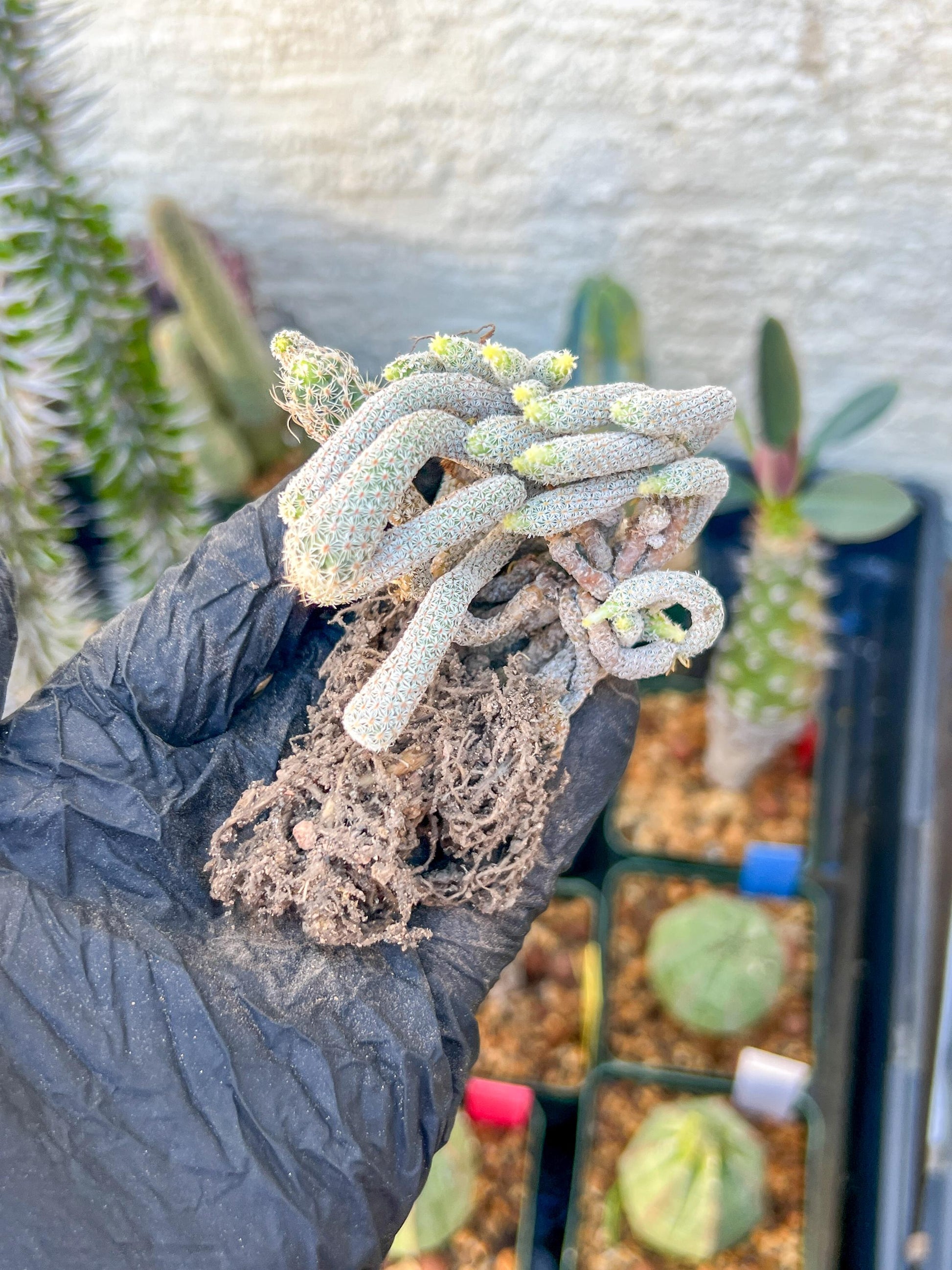 Imported cactus cluster (#3) | Ehciveria | Hoyas | Sansevieria
