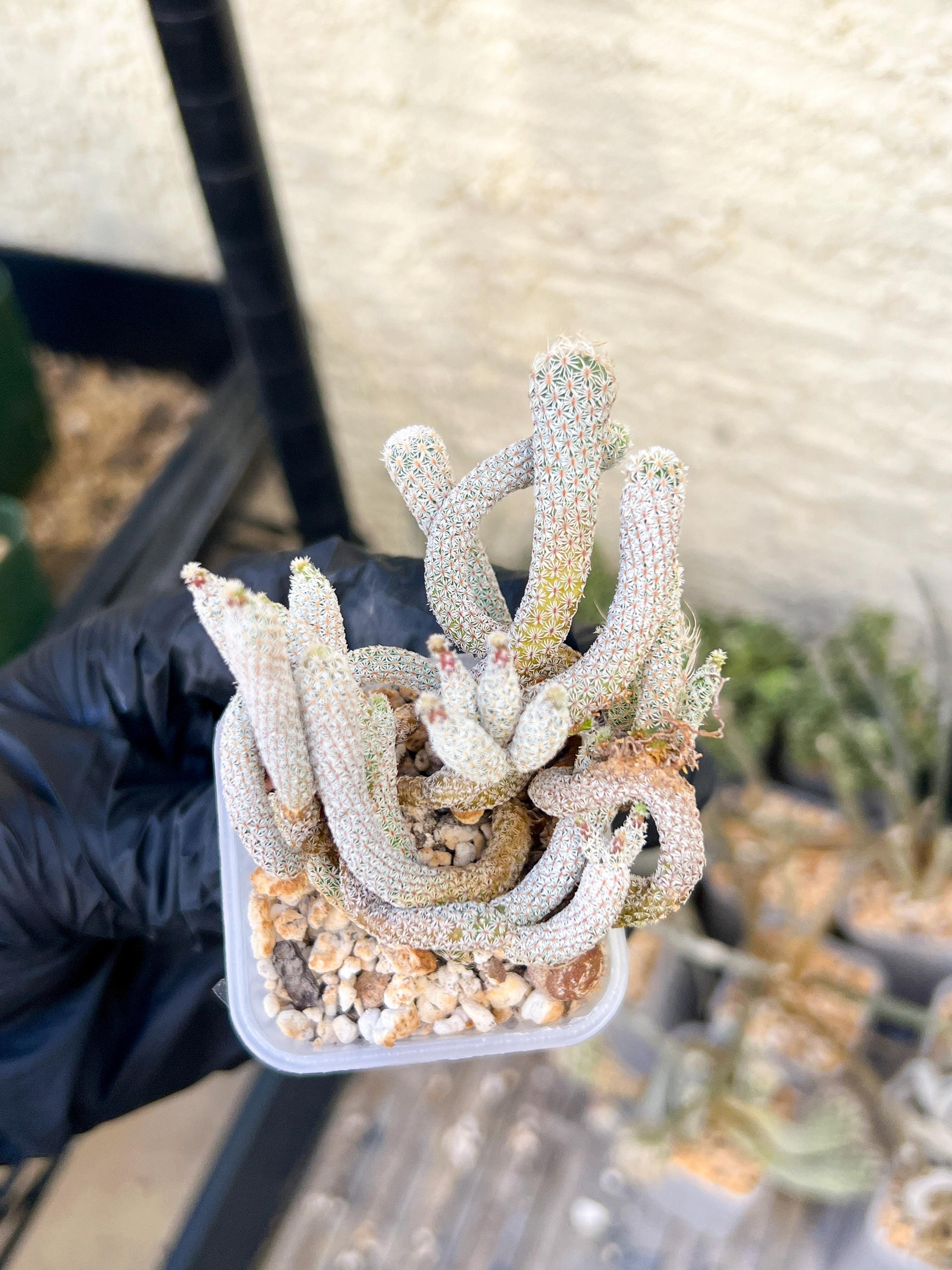 Imported cactus cluster (#3) | Ehciveria | Hoyas | Sansevieria