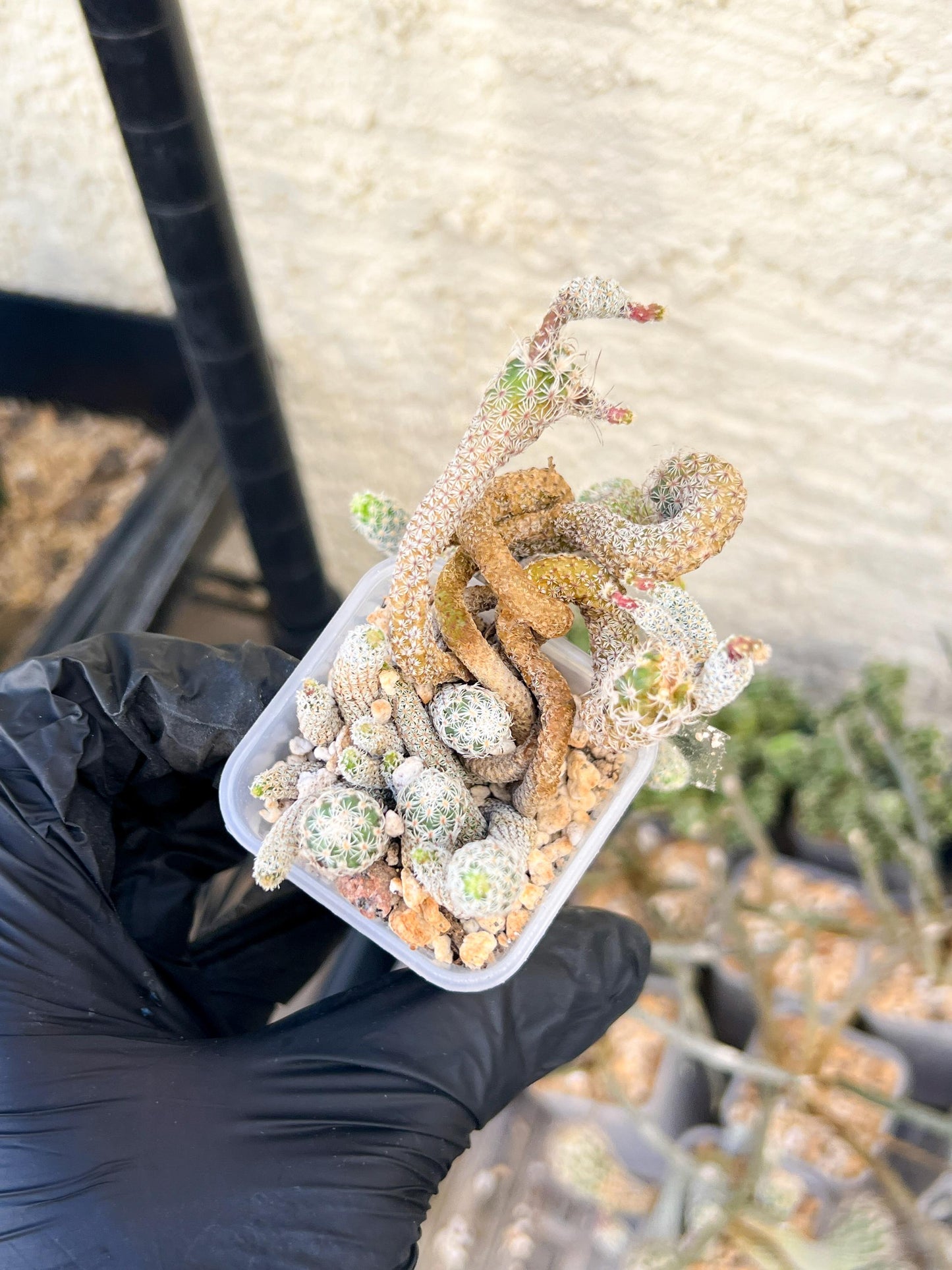 Imported cactus cluster (#4) | Ehciveria | Hoyas | Sansevieria
