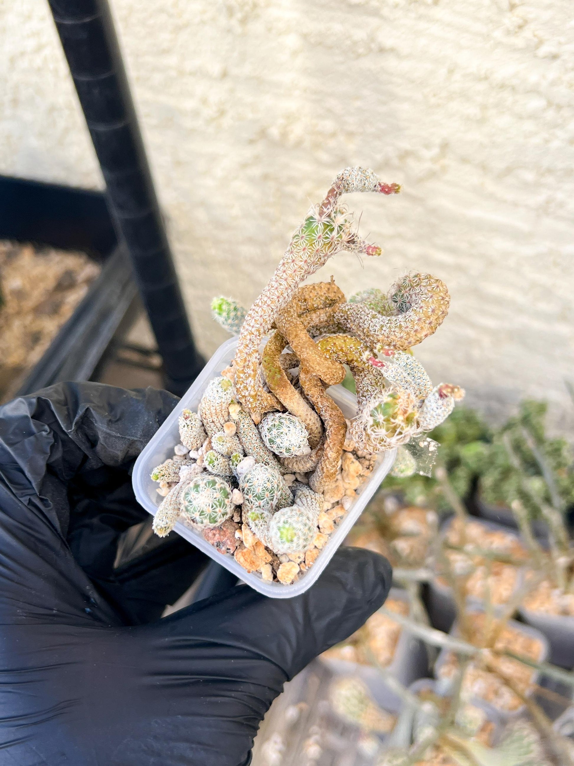 Imported cactus cluster (#4) | Ehciveria | Hoyas | Sansevieria