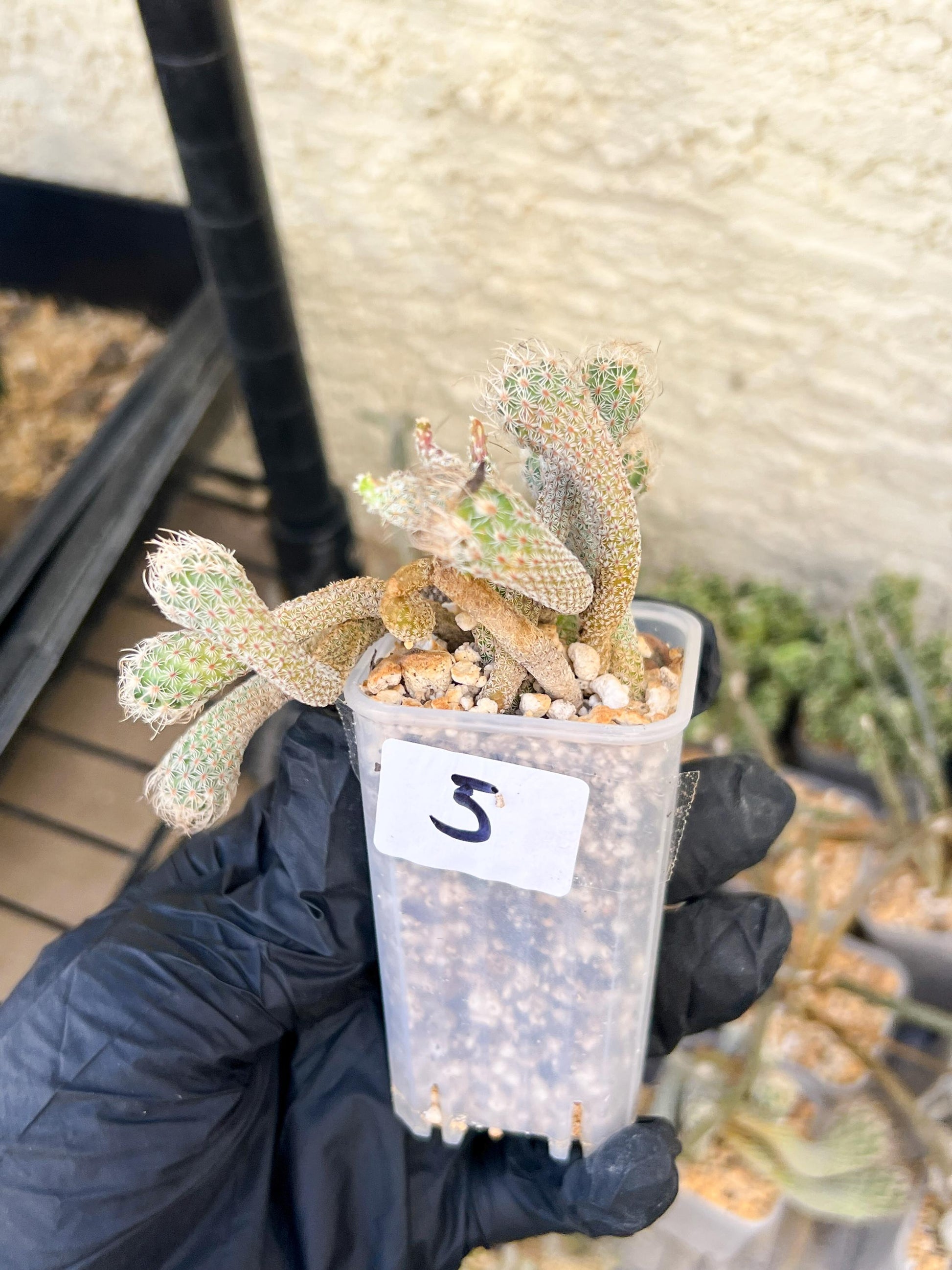 Imported cactus cluster (#5) | Ehciveria | Hoyas | Sansevieria