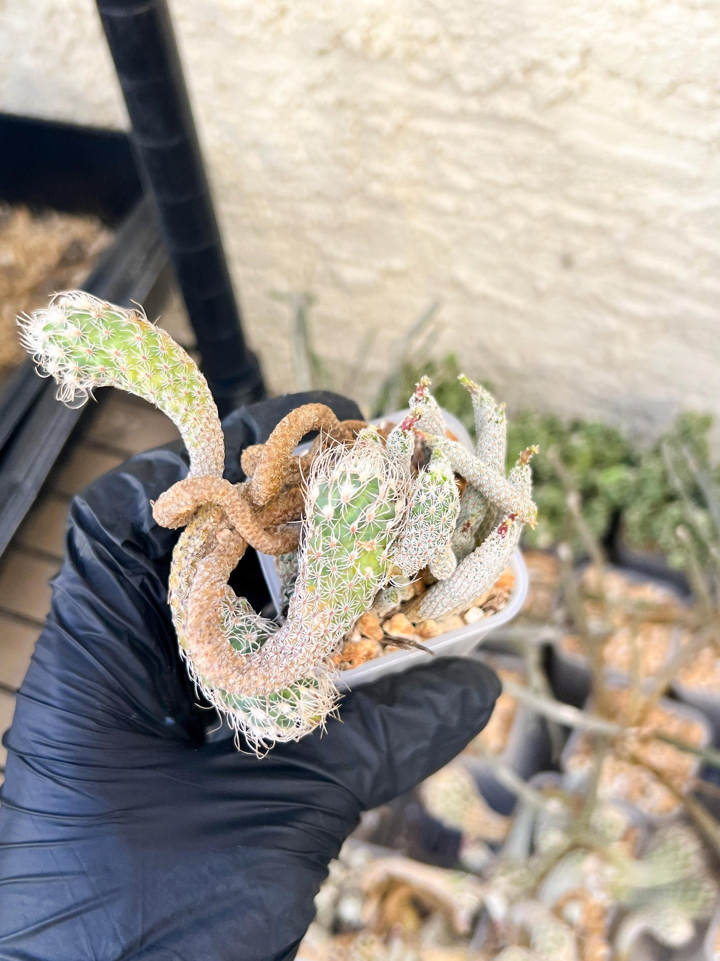 Imported cactus cluster (#5) | Ehciveria | Hoyas | Sansevieria