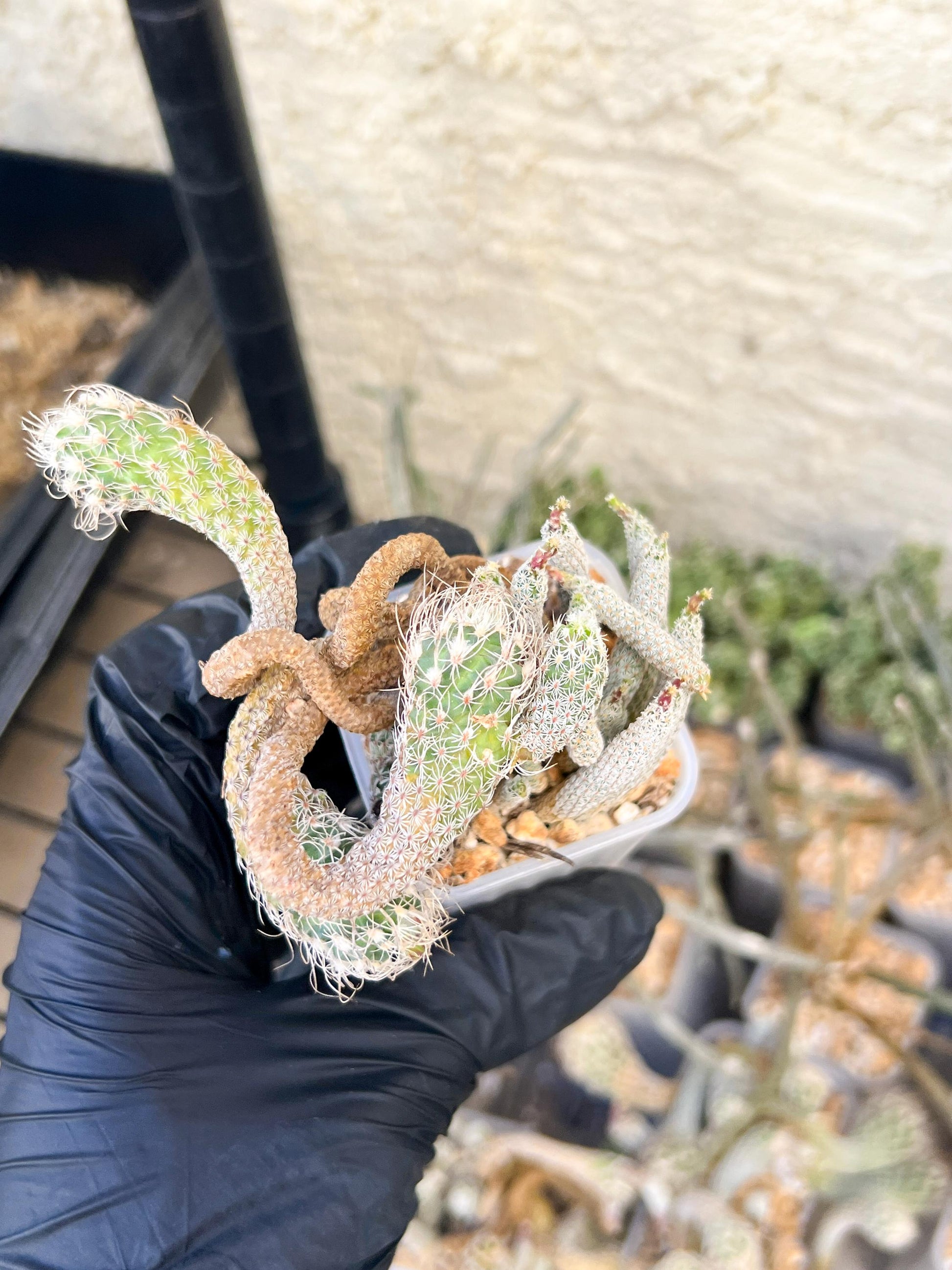 Imported cactus cluster (#5) | Ehciveria | Hoyas | Sansevieria