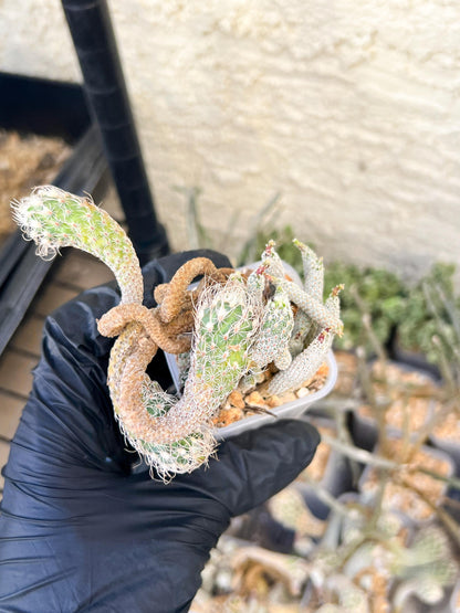 Imported cactus cluster (#5) | Ehciveria | Hoyas | Sansevieria