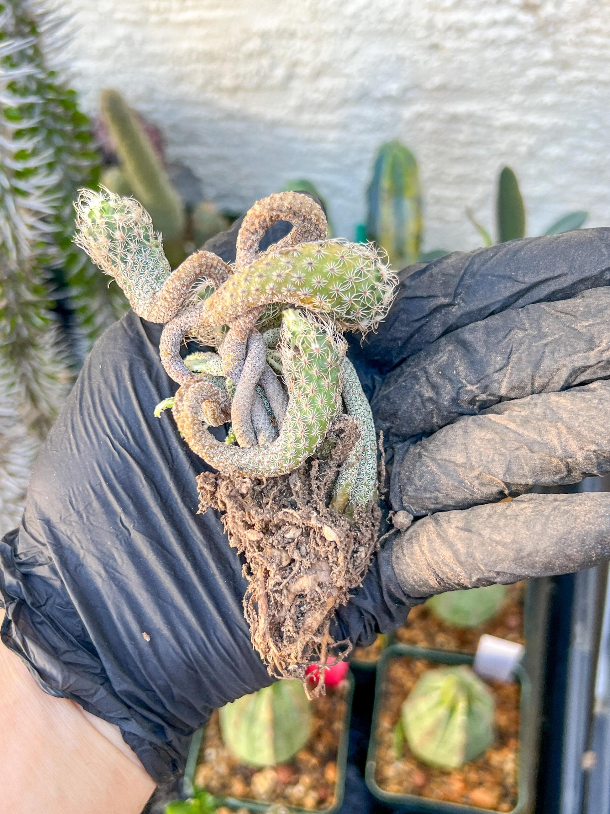 Imported cactus cluster (#5) | Ehciveria | Hoyas | Sansevieria