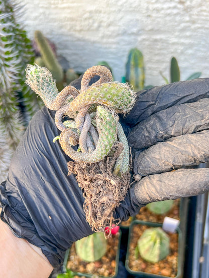 Imported cactus cluster (#5) | Ehciveria | Hoyas | Sansevieria
