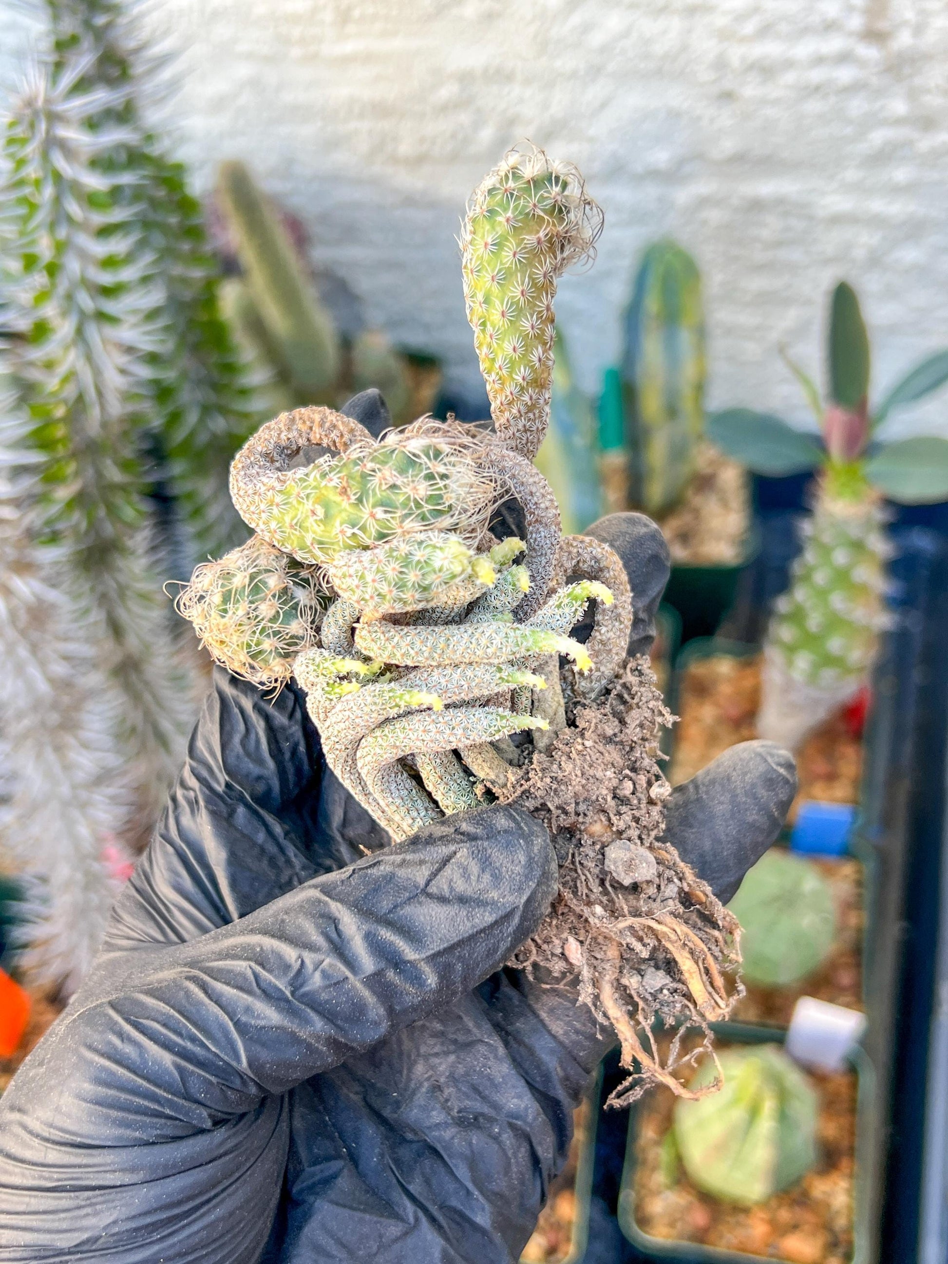 Imported cactus cluster (#5) | Ehciveria | Hoyas | Sansevieria