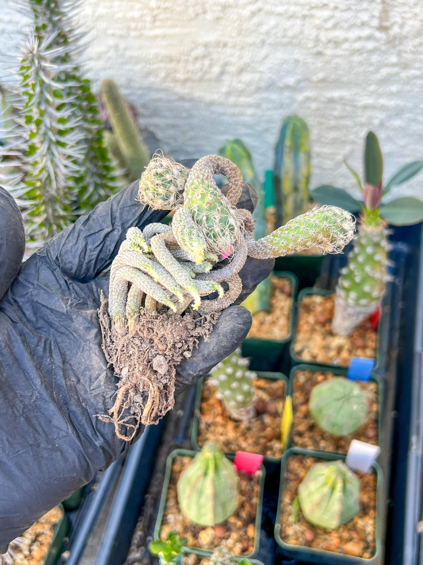 Imported cactus cluster (#5) | Ehciveria | Hoyas | Sansevieria